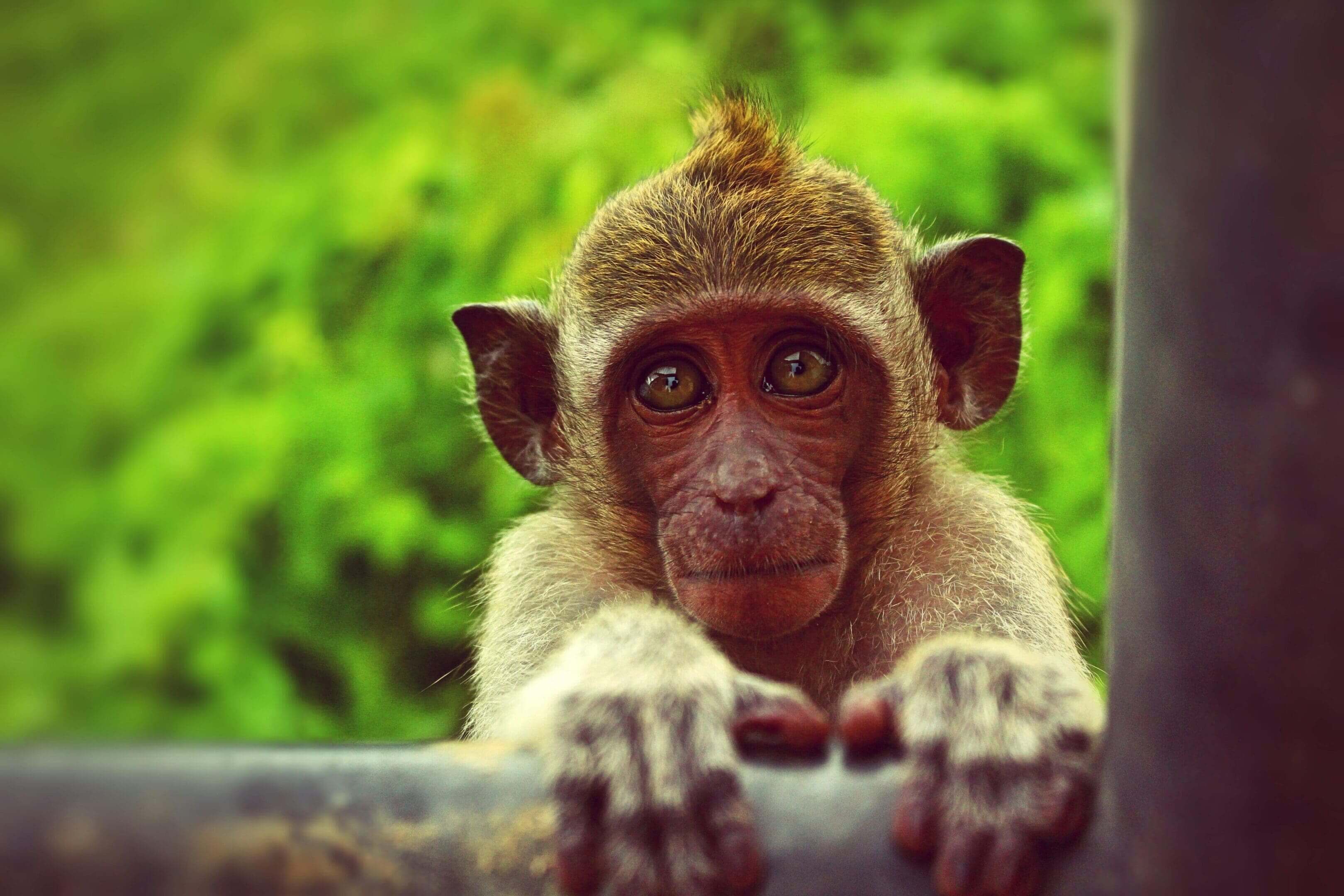 A monkey with a yellow mohawk sits on top of a rail.