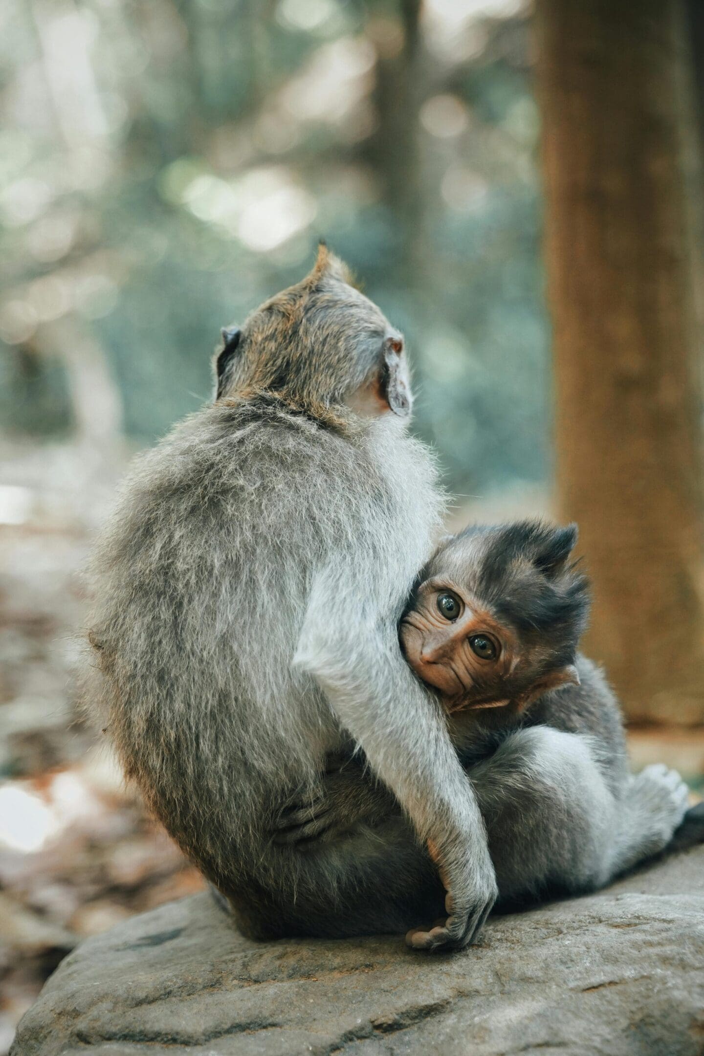 A cat and a monkey are sitting together.