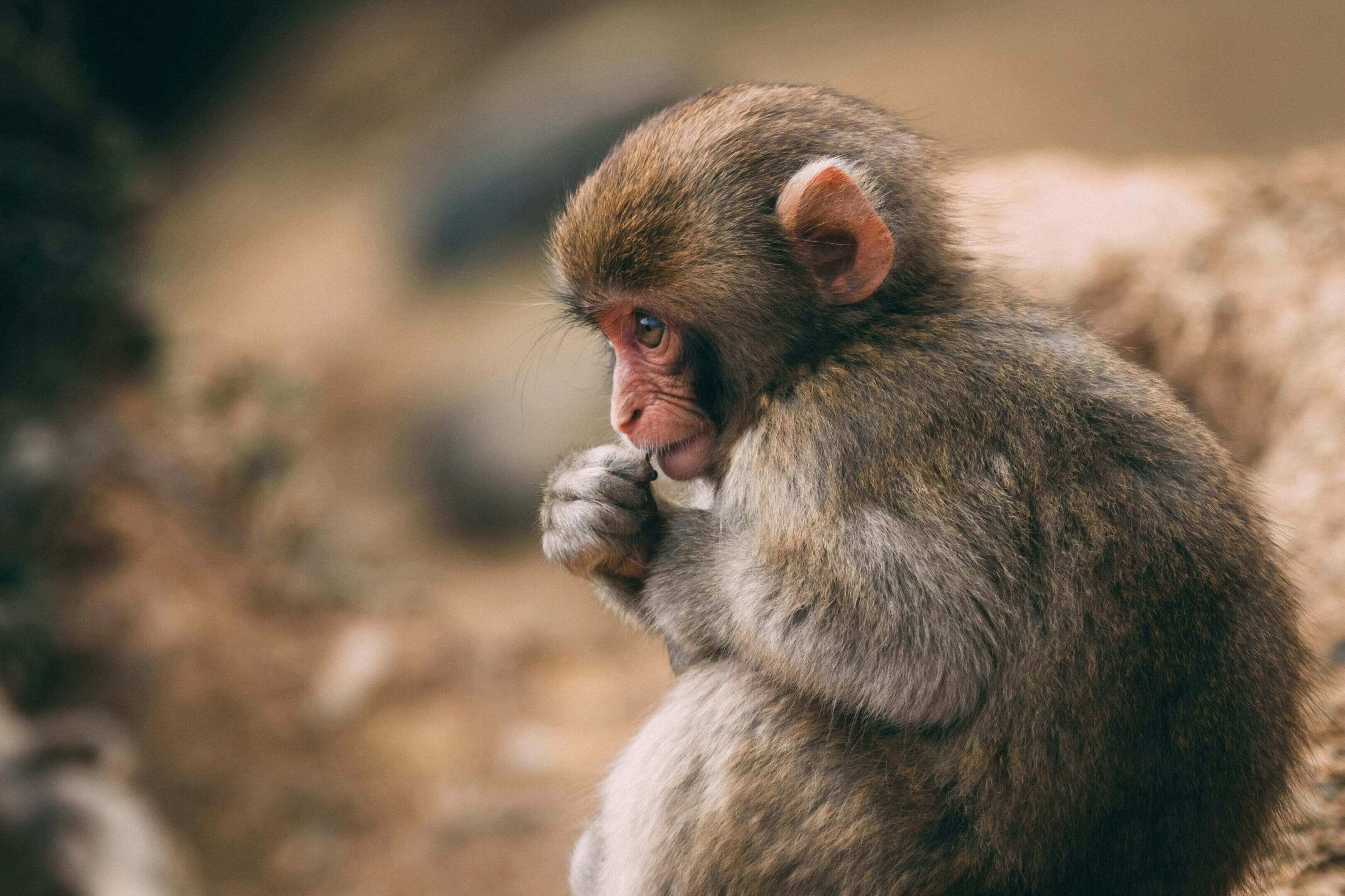 A monkey is sitting down and eating something.