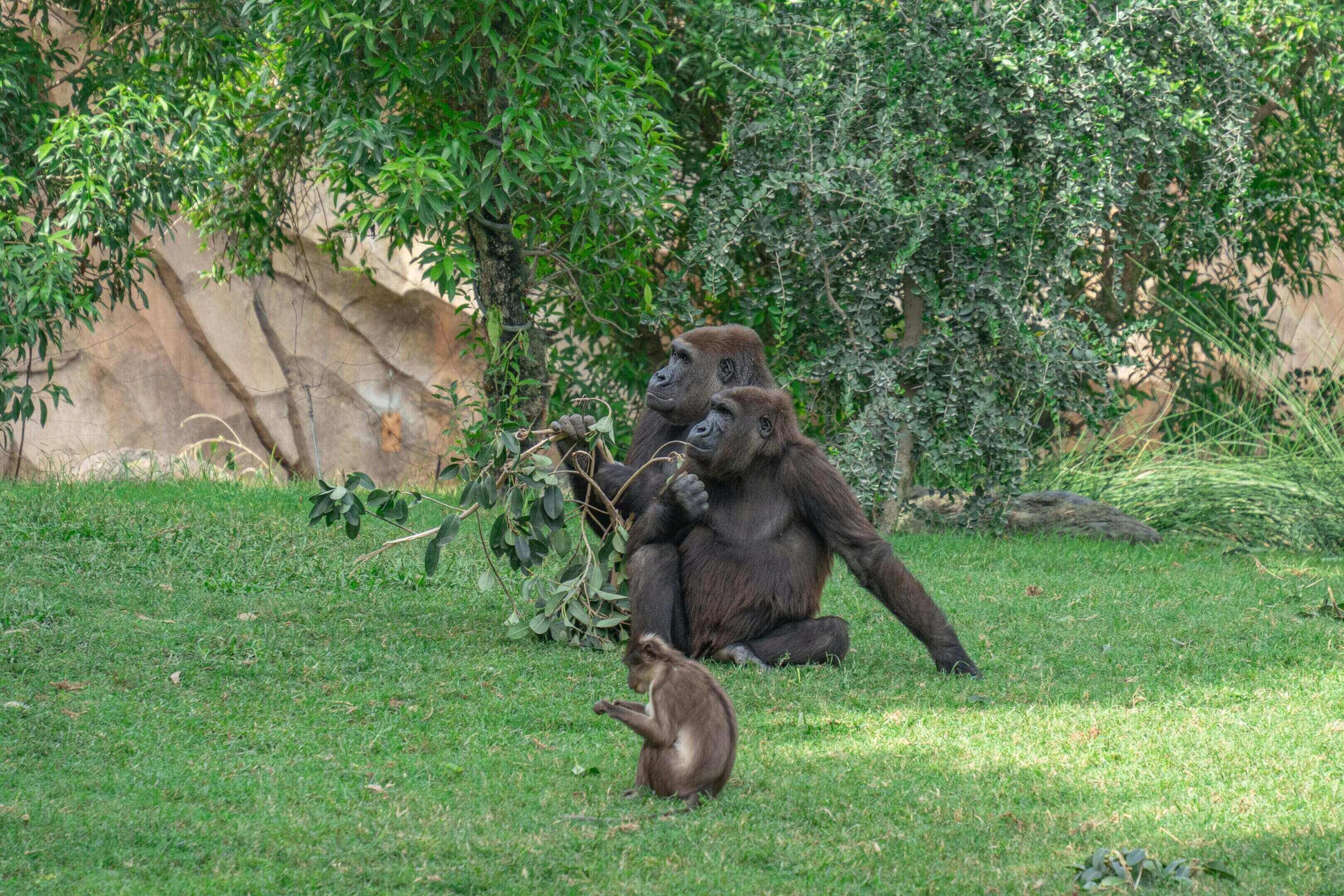 A gorilla and a cat in the grass.