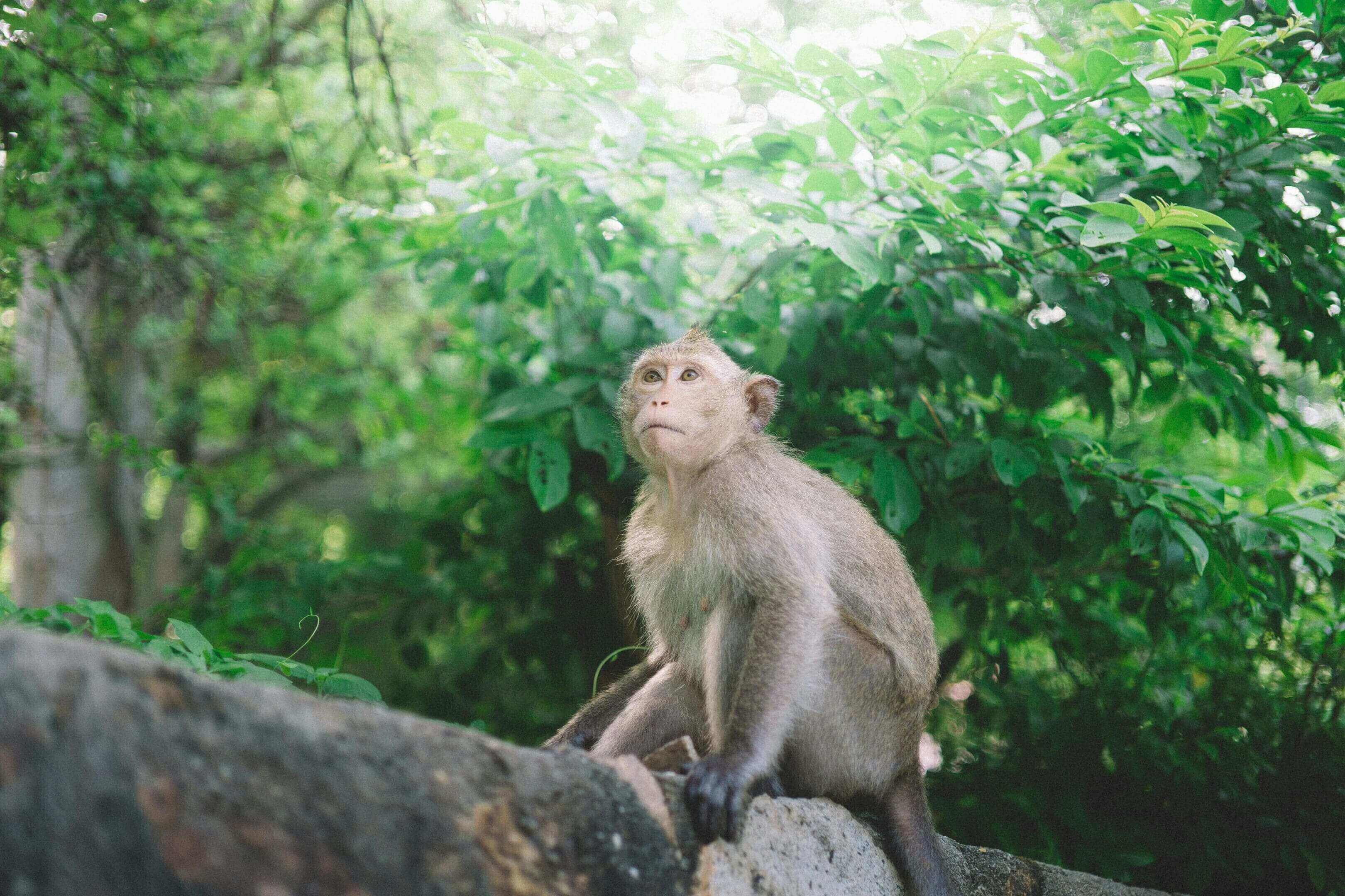 A monkey sitting on top of a tree branch.