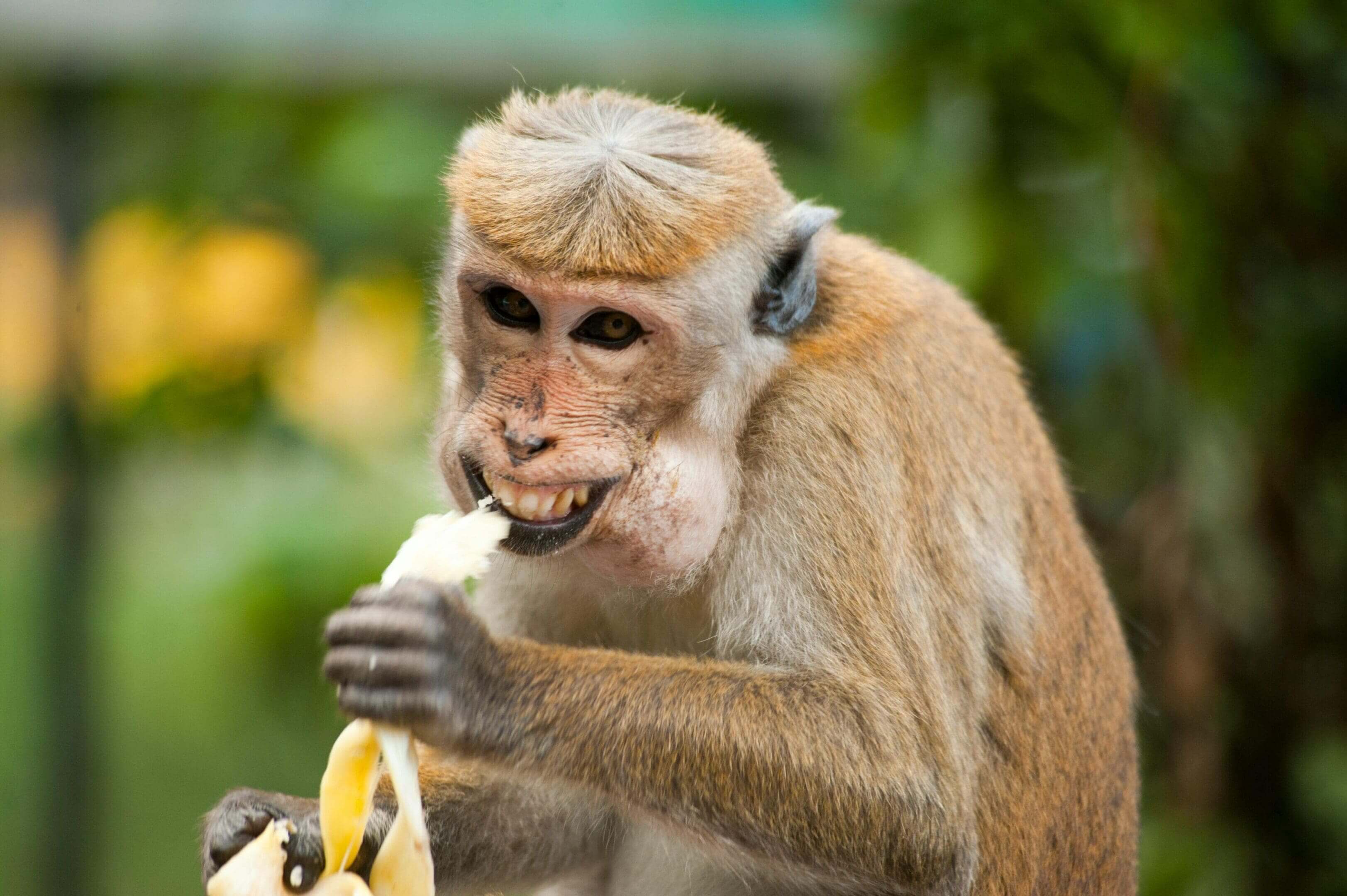 A monkey eating a banana while standing on a tree.