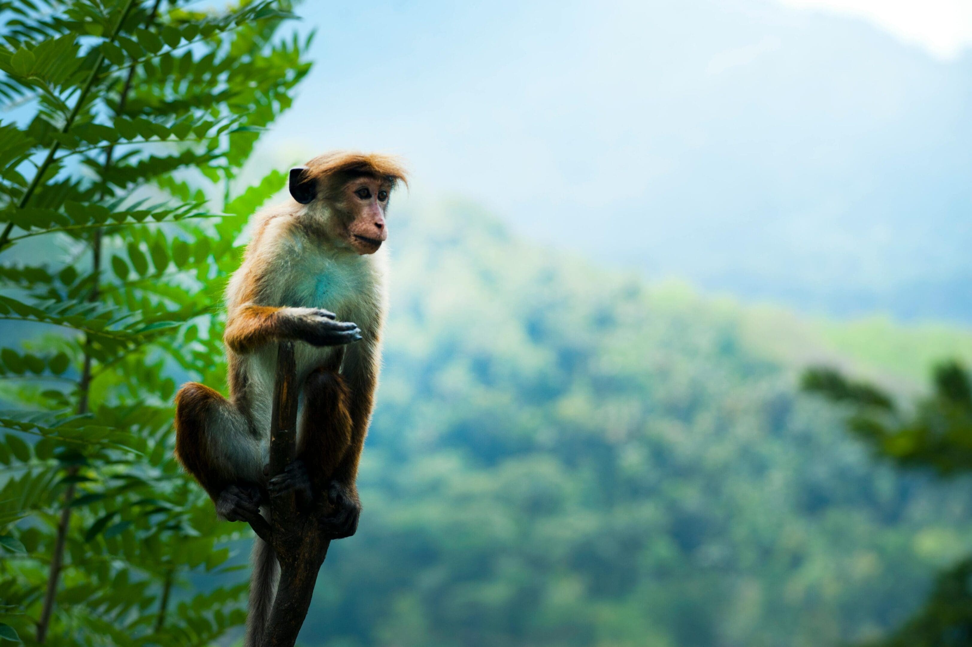 A monkey sitting on top of a tree branch.