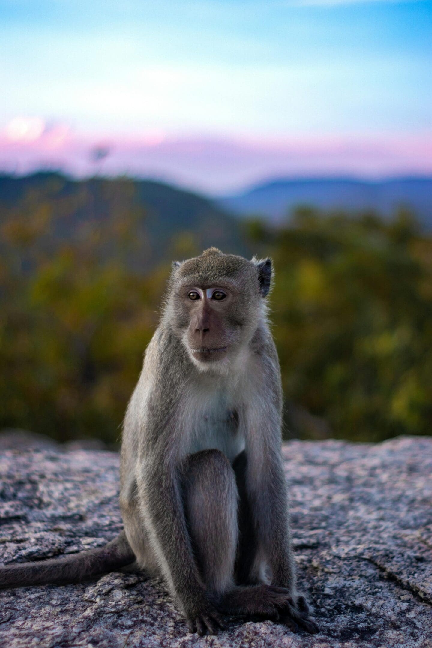 A monkey standing on top of a hill.