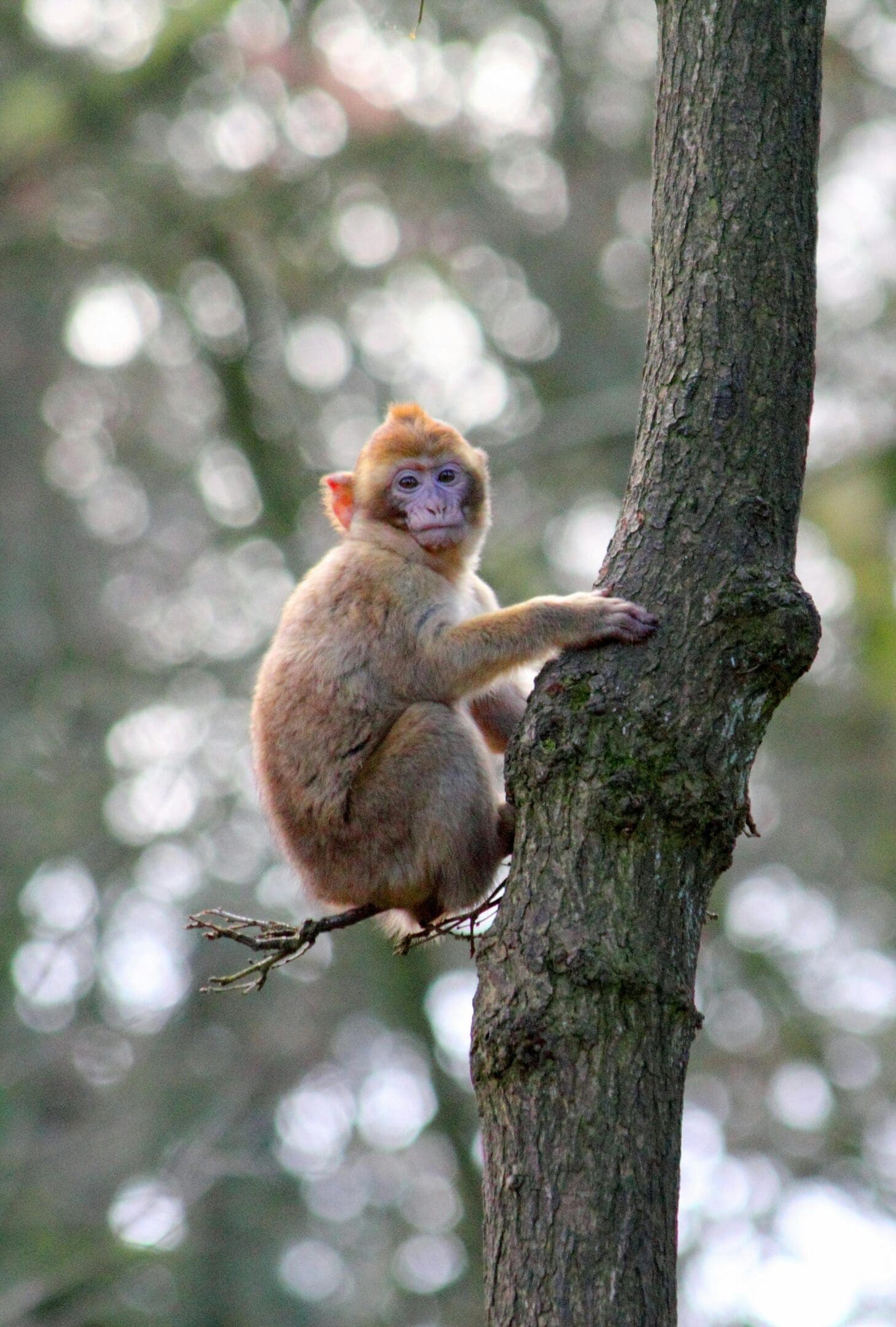 A monkey sitting on the branch of a tree.