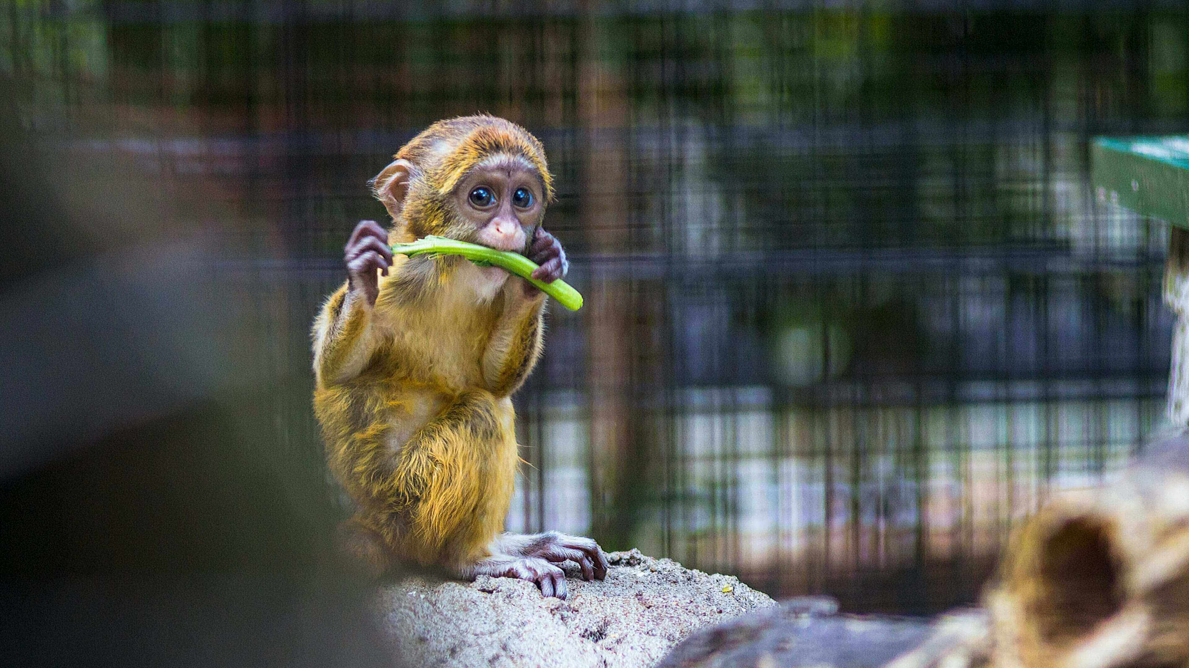 A monkey holding a green object in its mouth.