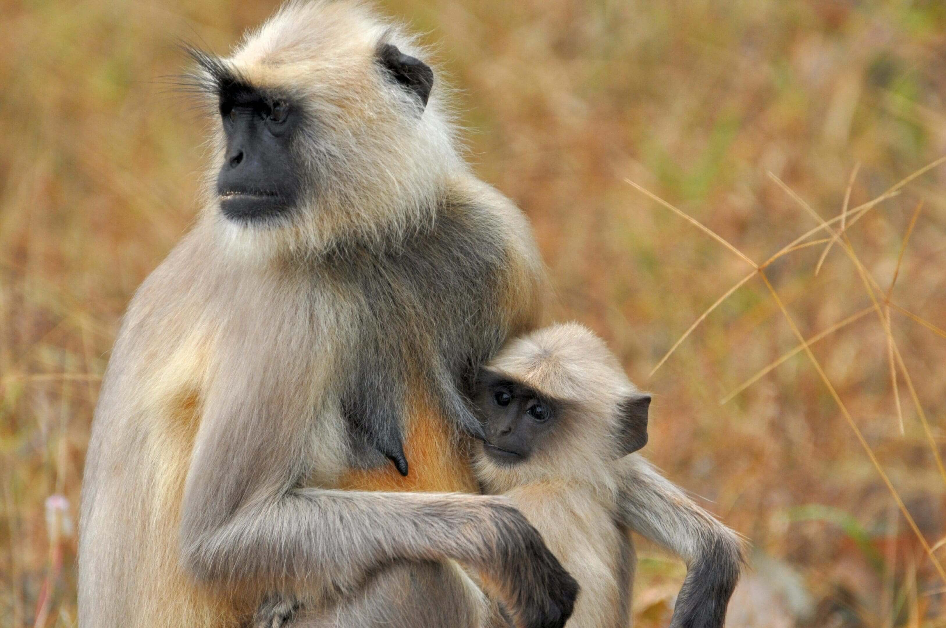 A mother and baby monkey are standing together.