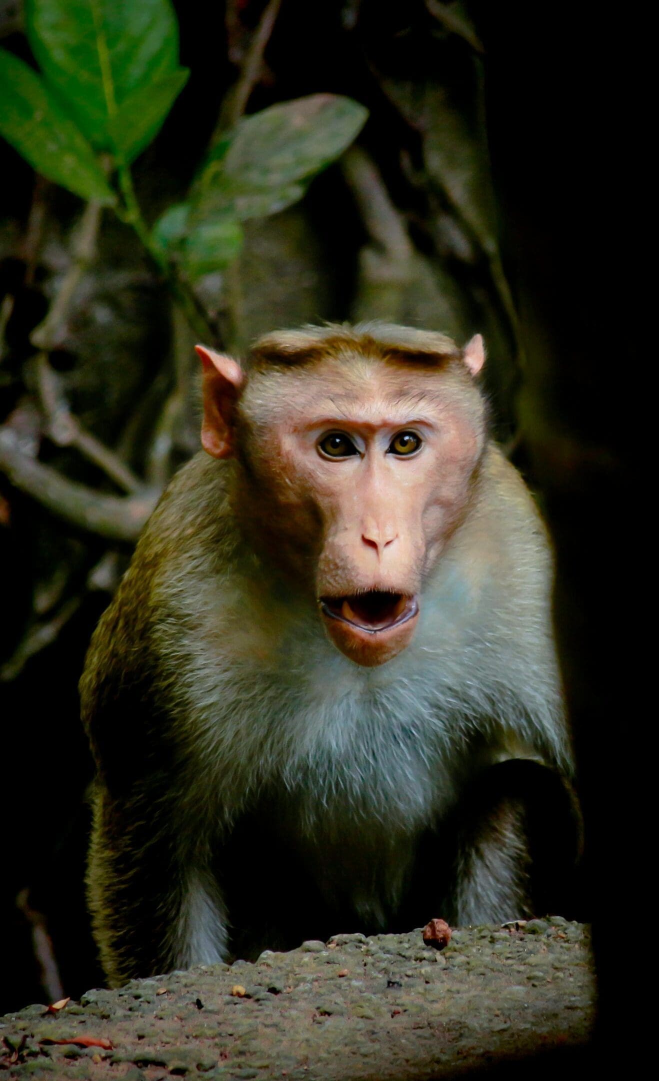 A monkey with its mouth open and looking at the camera.