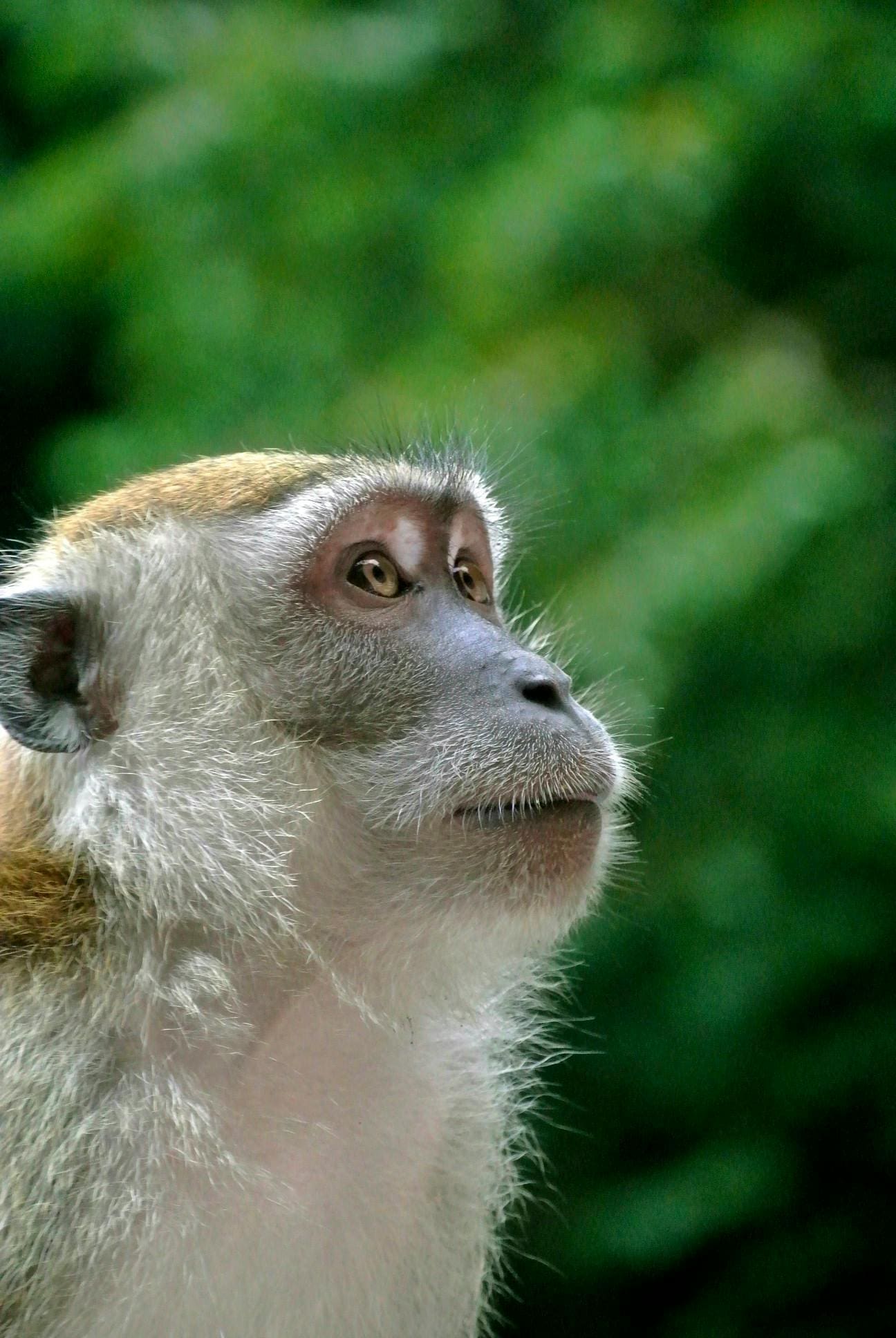 A monkey looking up at the sky with trees in the background