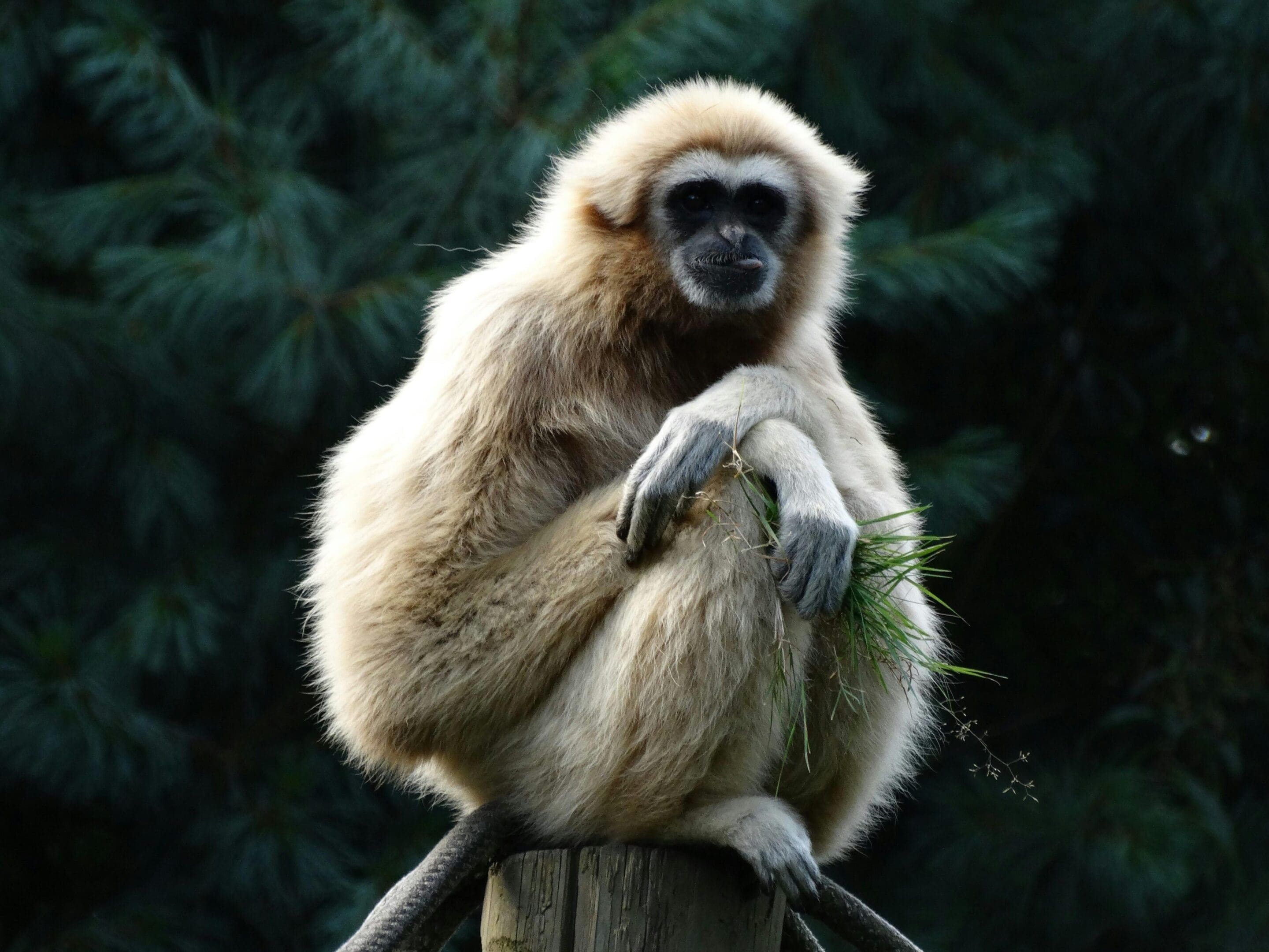 A monkey sitting on top of a wooden post.