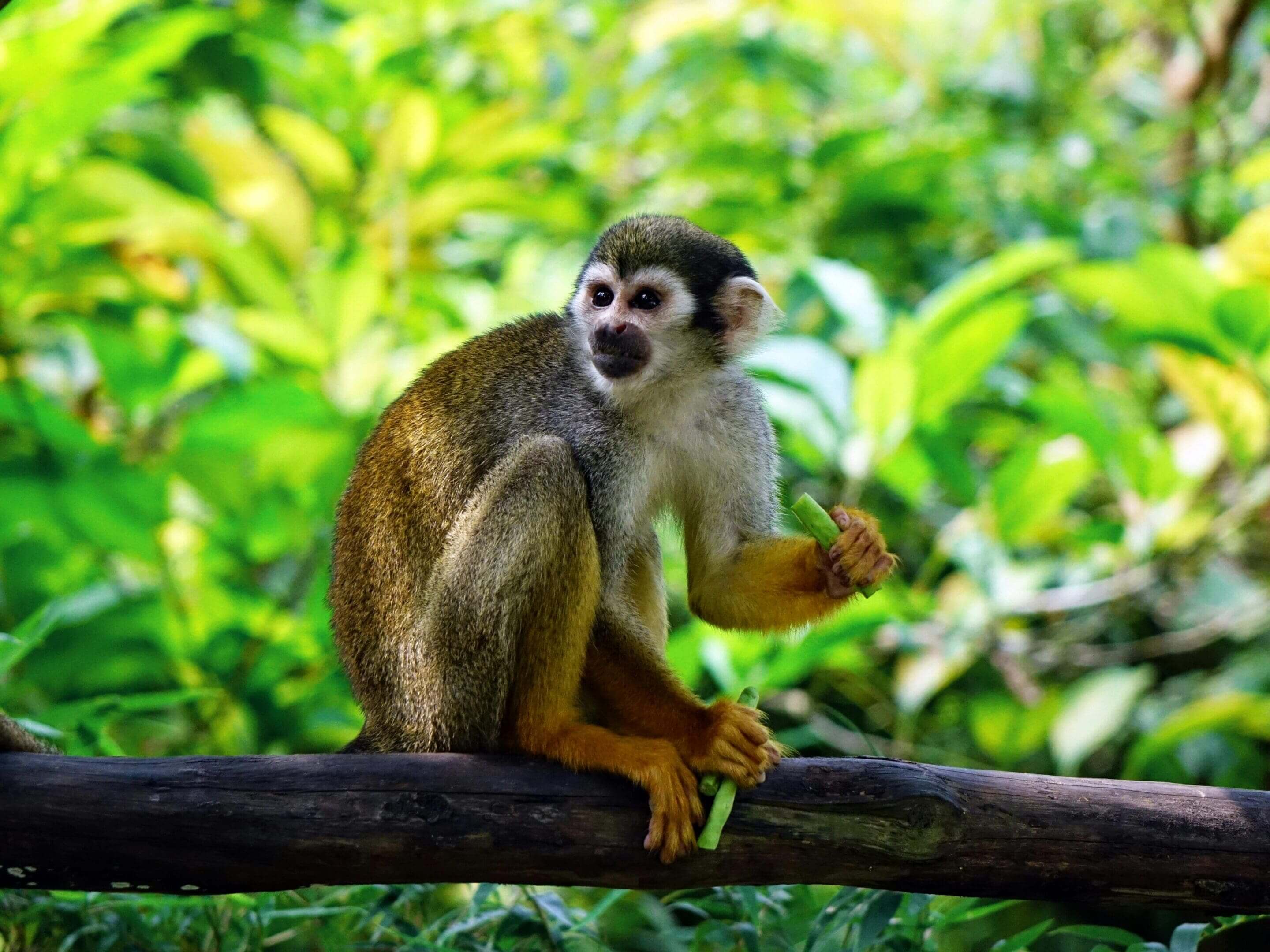 A monkey sitting on top of a tree branch.