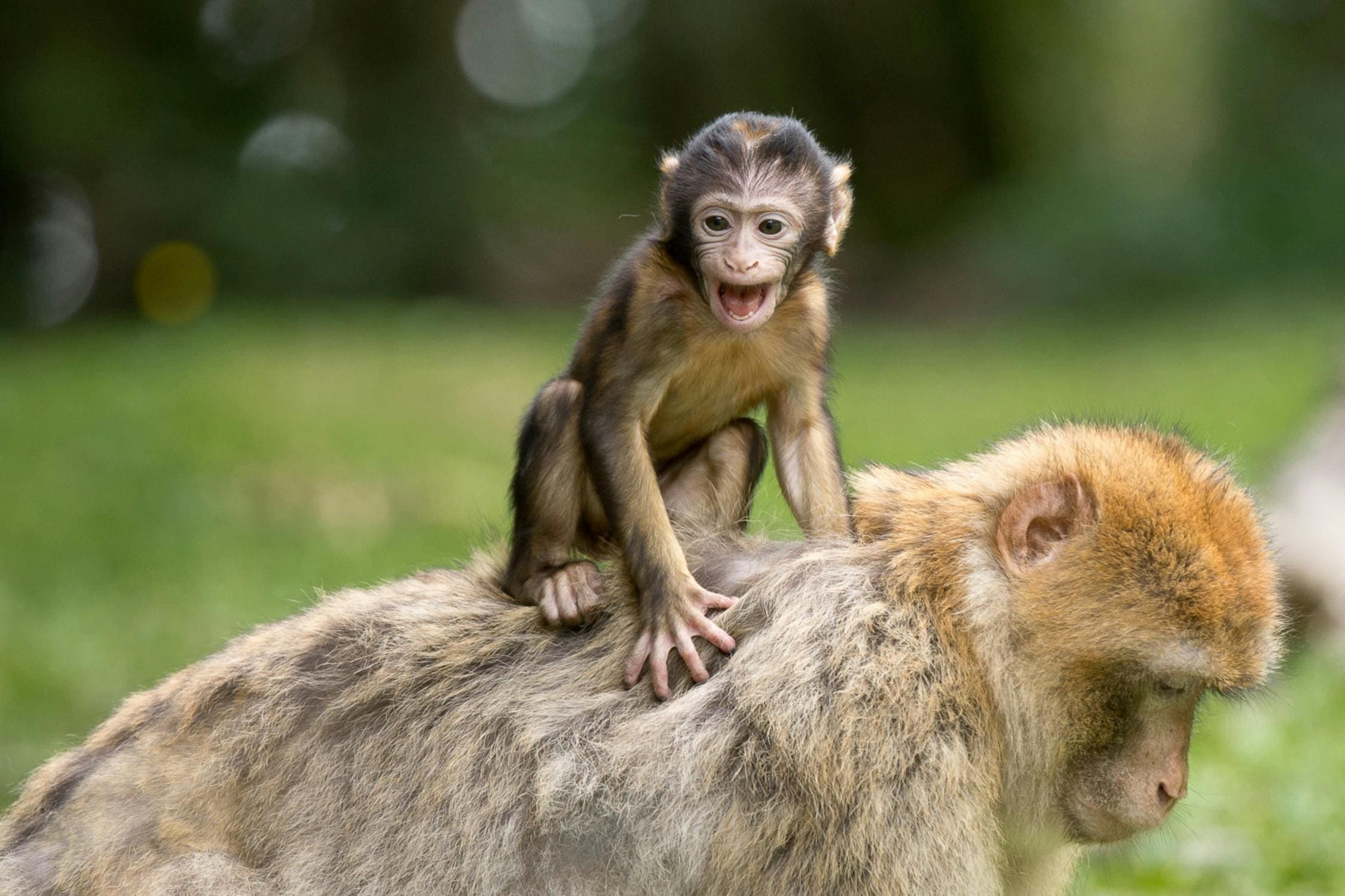 A monkey sitting on top of a furry animal.