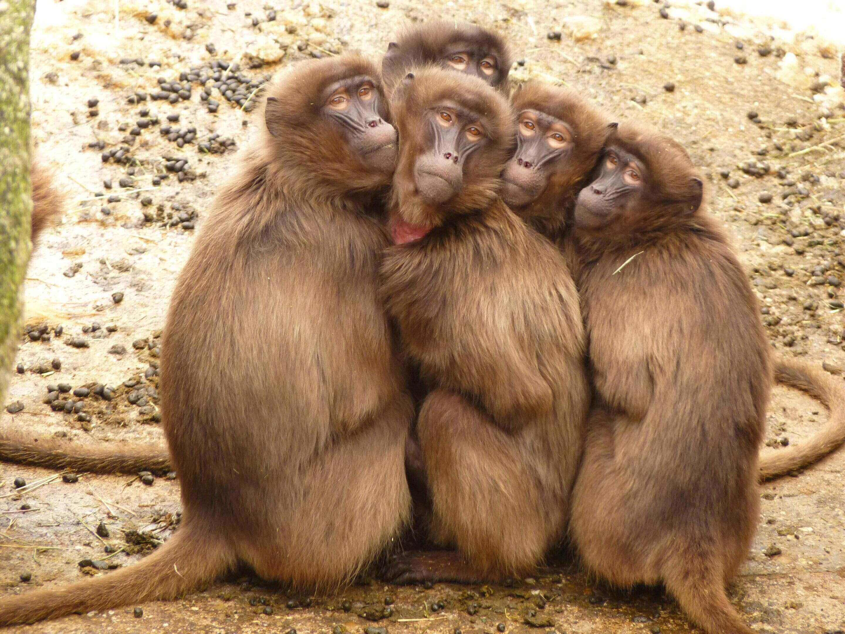 A group of monkeys sitting on top of each other.
