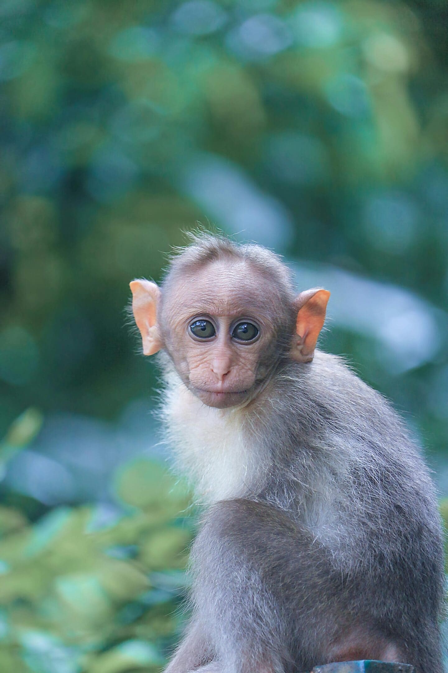 A monkey with long hair and a yellow ear tag.