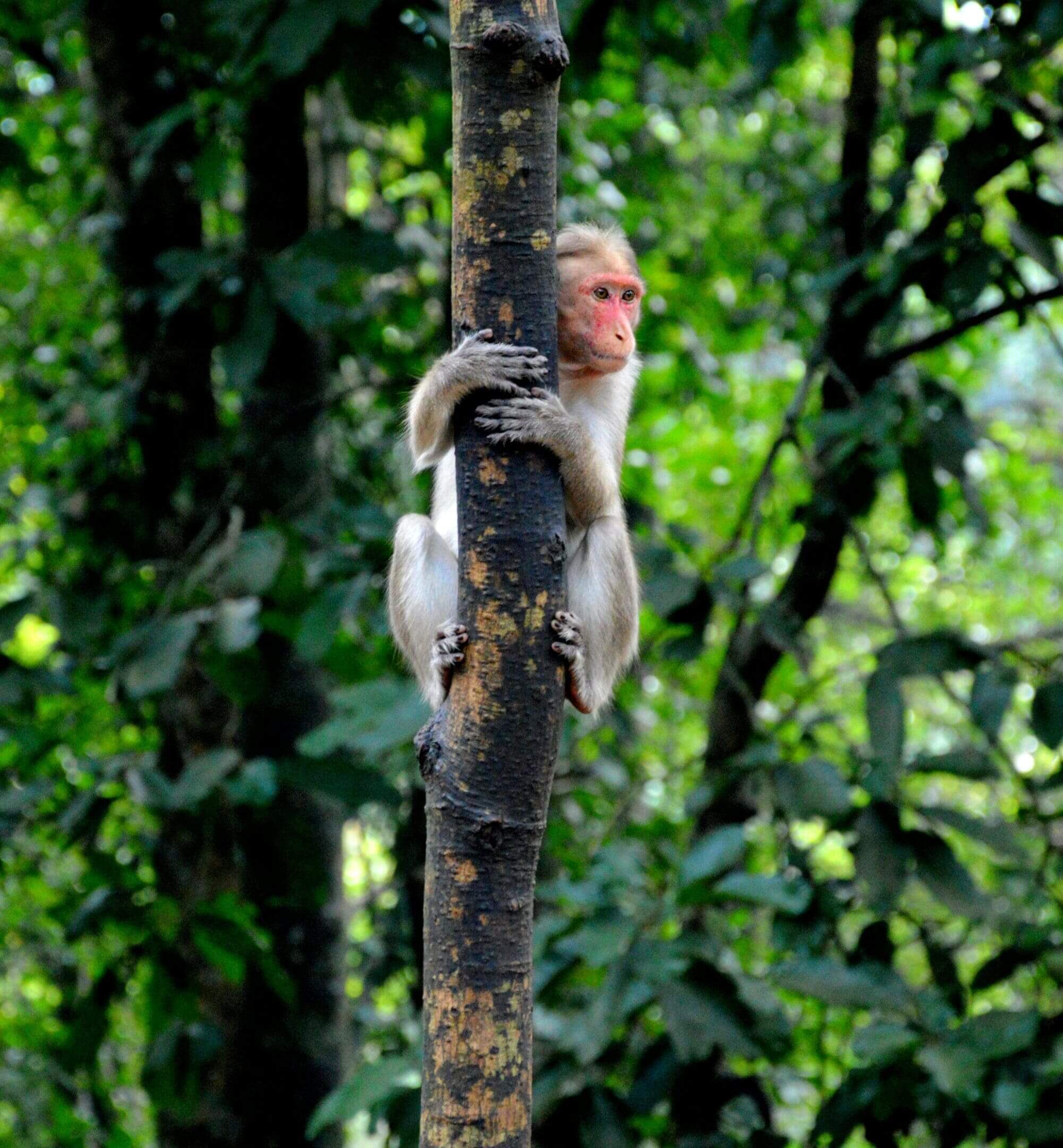 A monkey is climbing up the tree