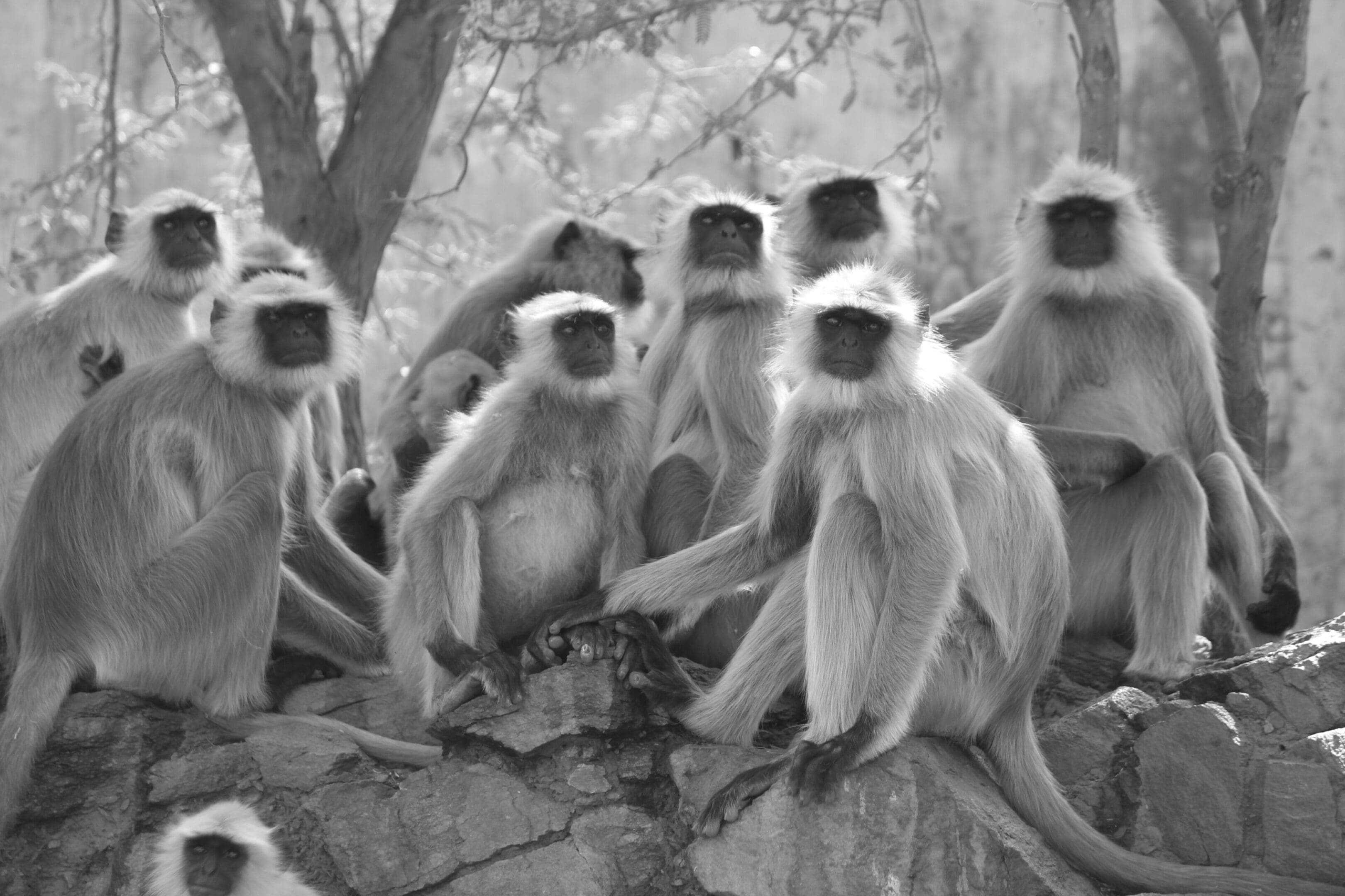 A group of monkeys sitting on top of a tree.