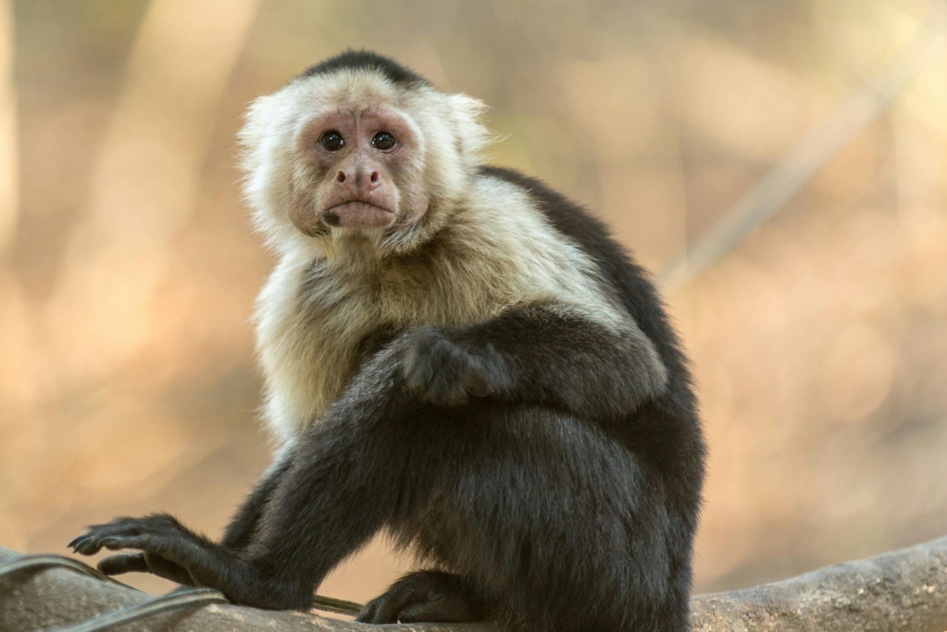 A monkey sitting on top of a tree branch.