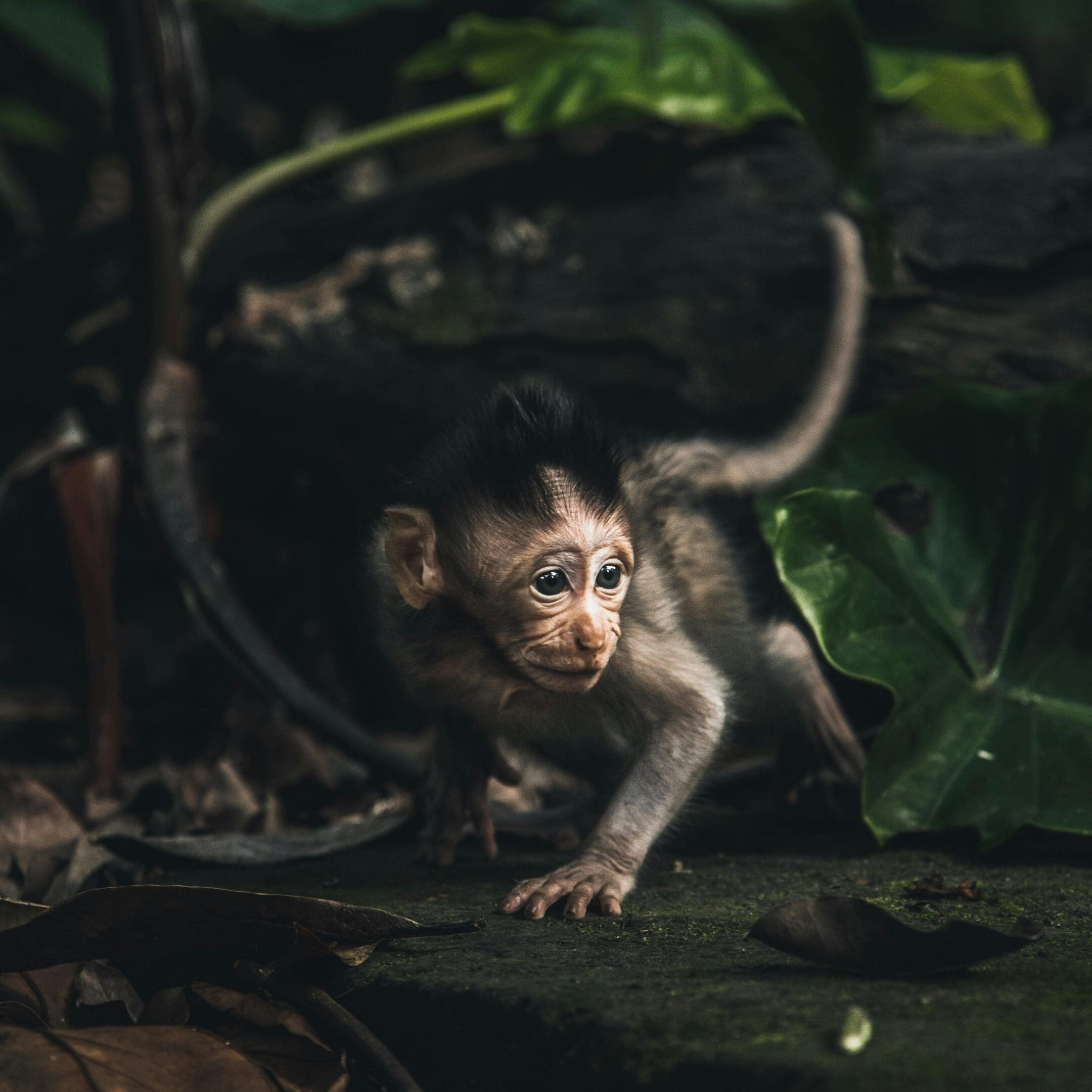A baby monkey is playing in the water.