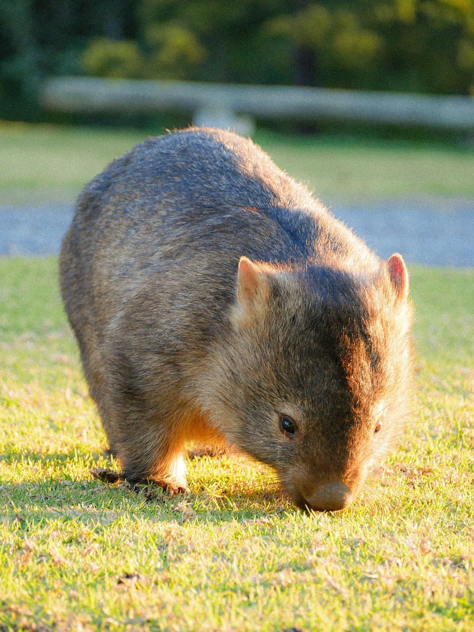 A wombat is standing in the grass.