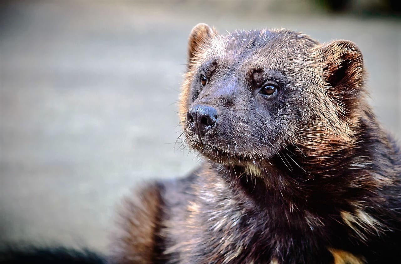 Wolverine portrait, alert and watchful.