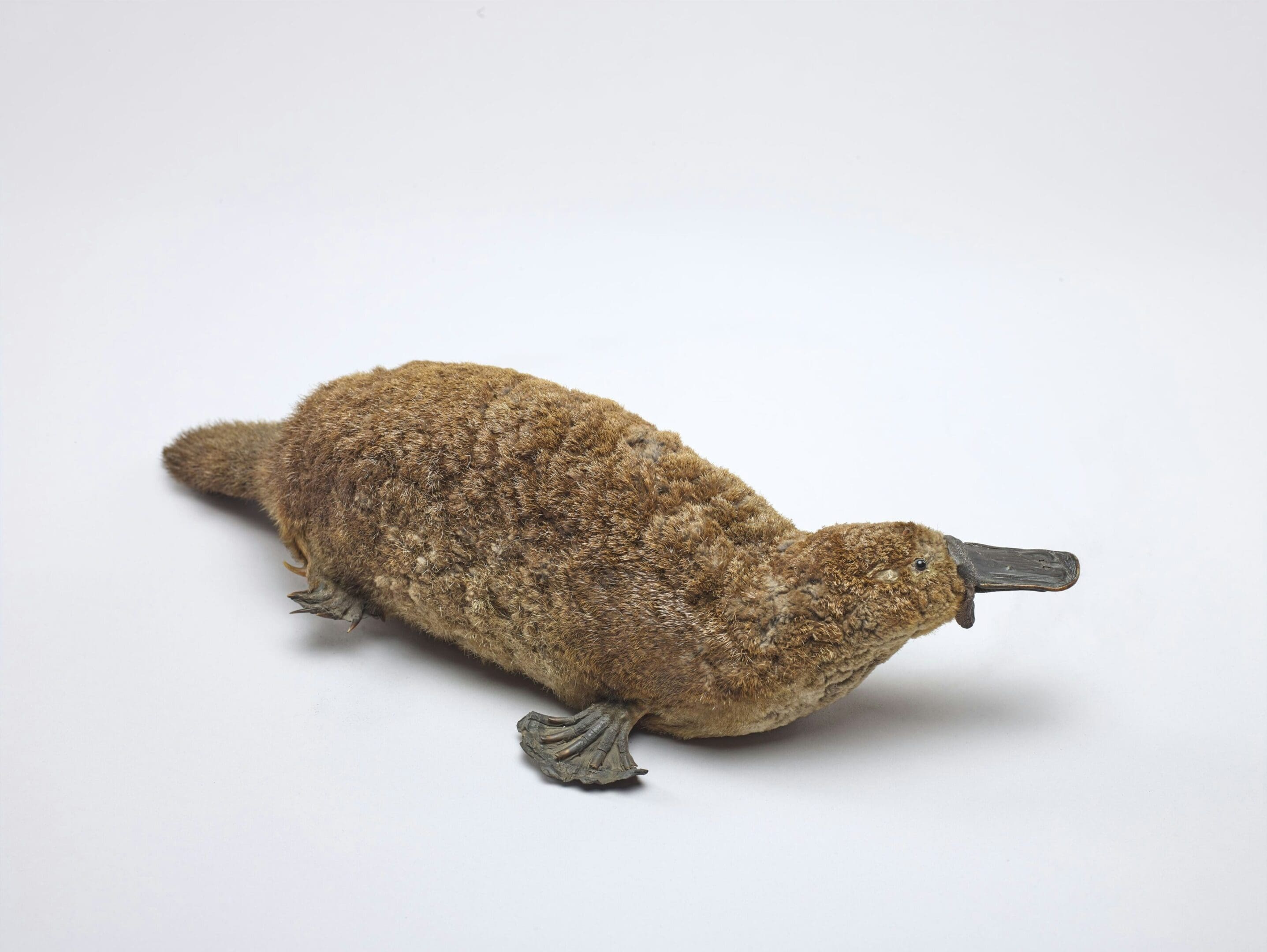 Taxidermied platypus on white background.