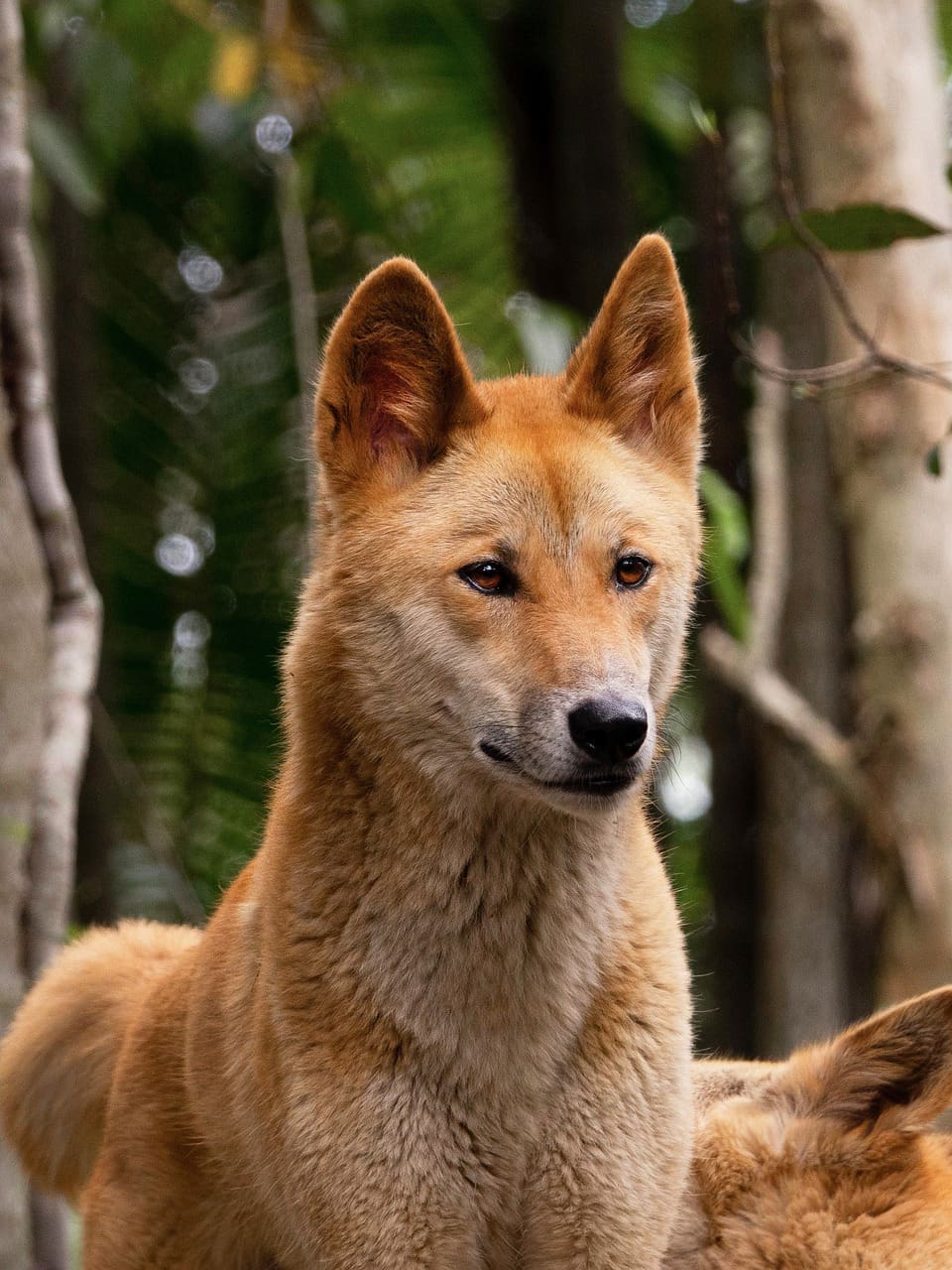 A dog sitting in the woods looking at something.
