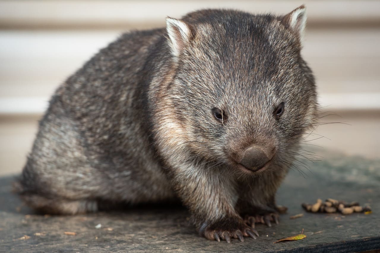 A wombat is sitting on the ground looking at something.