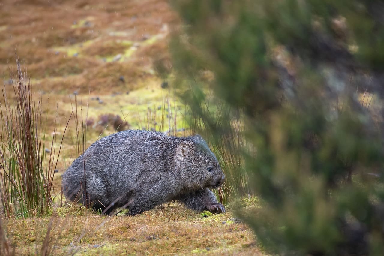 A wombat is walking through the grass.