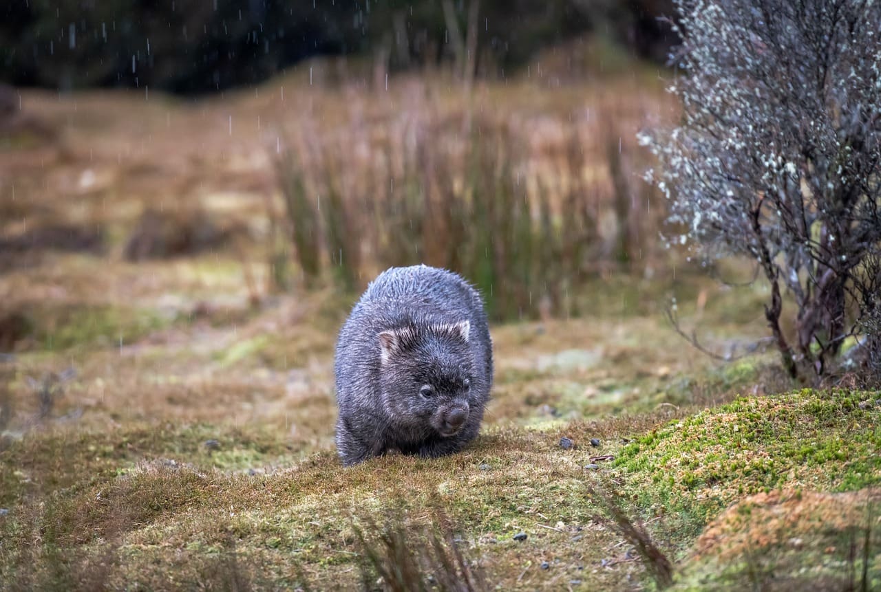 A small animal is standing in the grass.