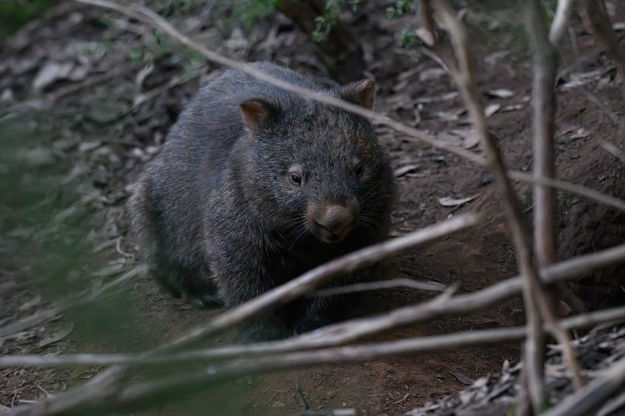 A wombat is standing in the dirt near some branches.