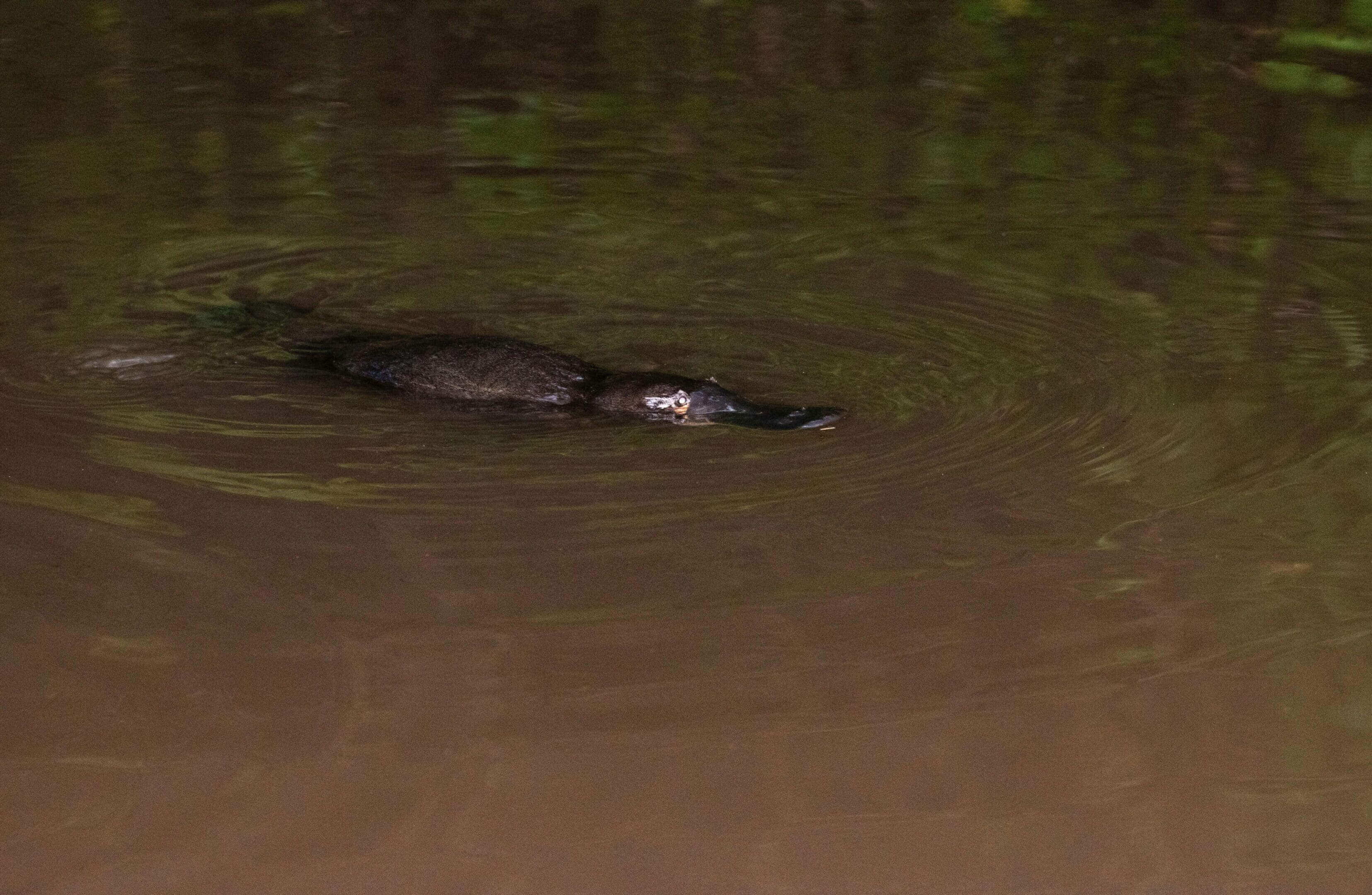 Platypus swimming in murky water.