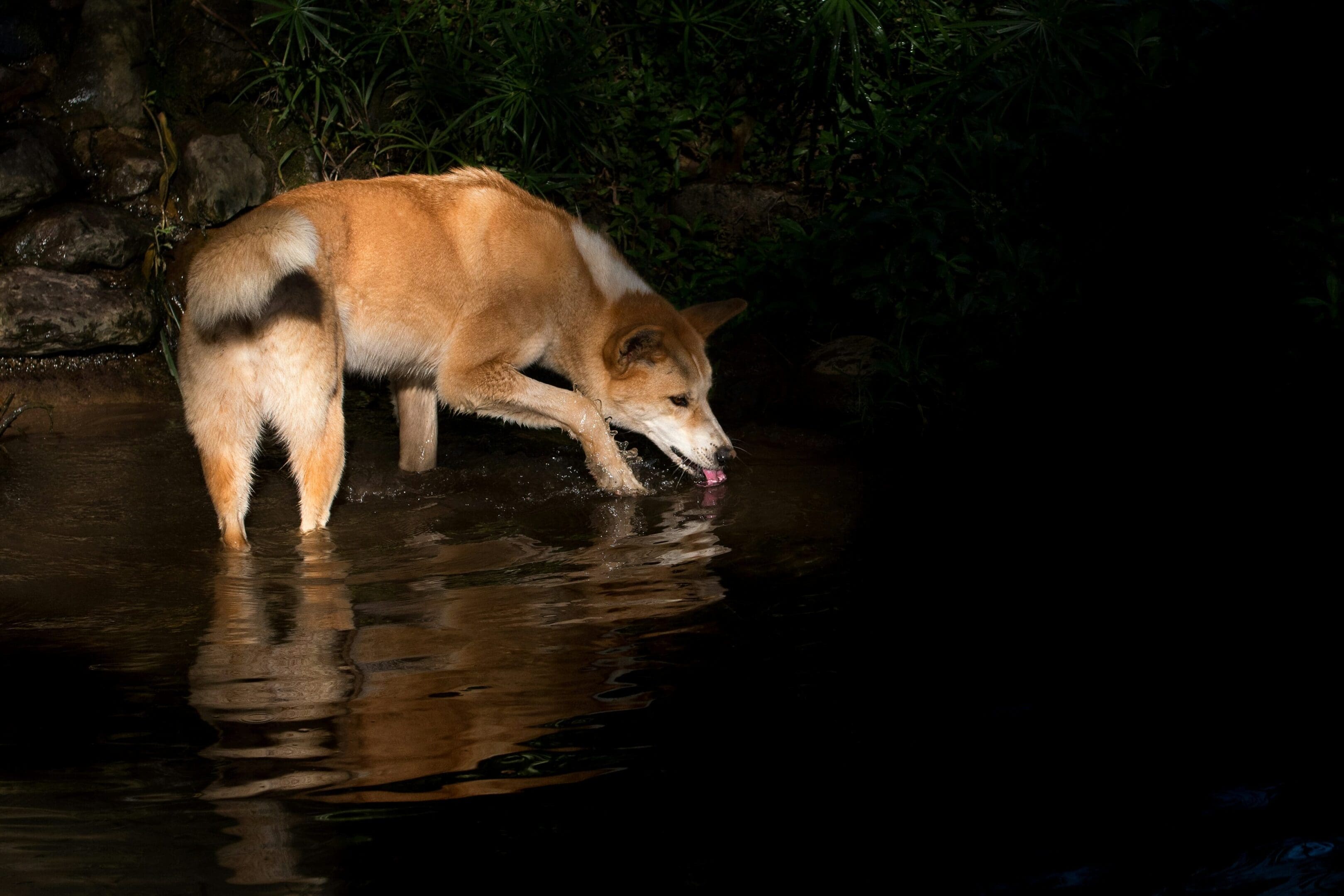 A dog drinking water from the river at night.
