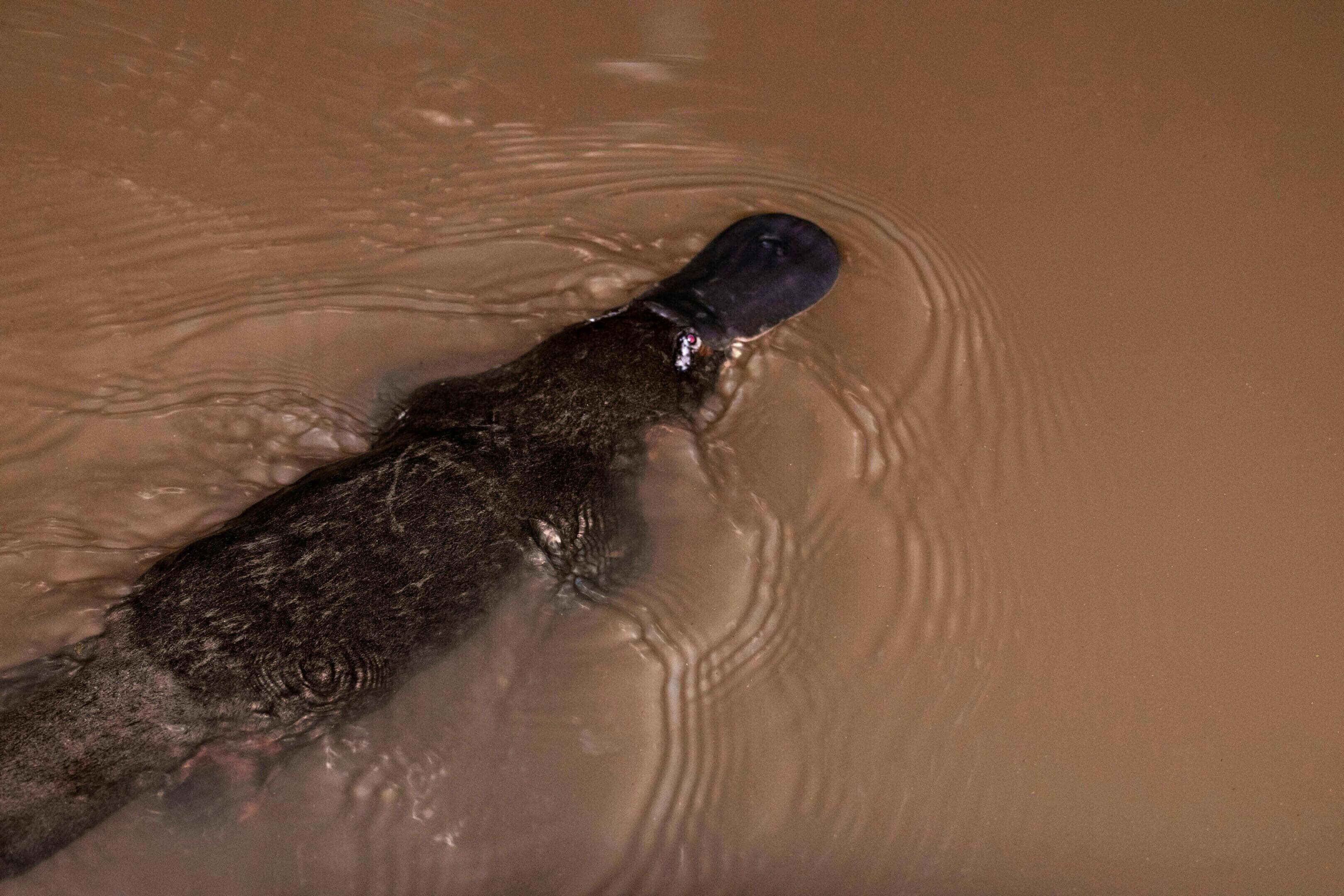 Platypus swimming in muddy water.