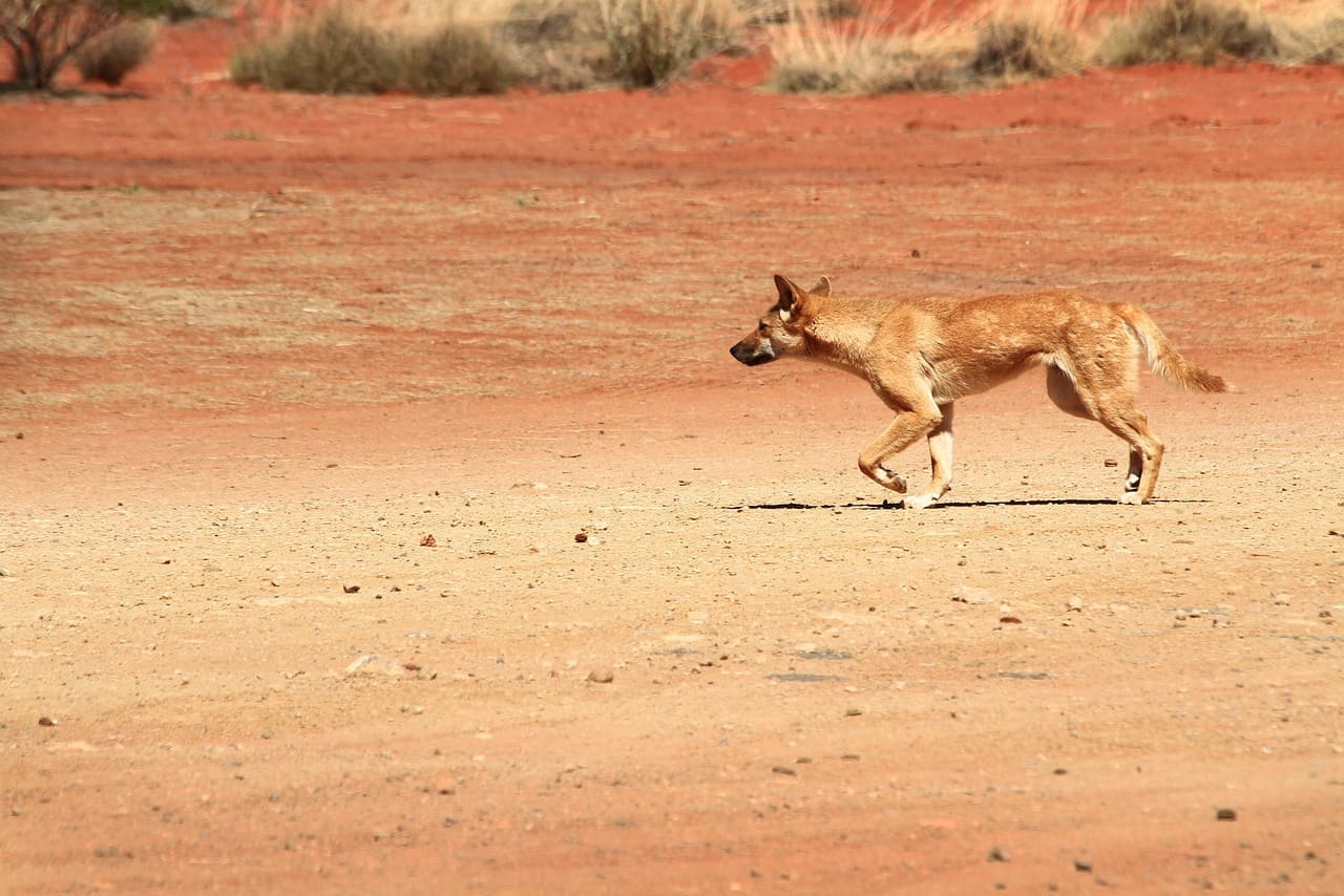 A dog running in the desert on a sunny day.