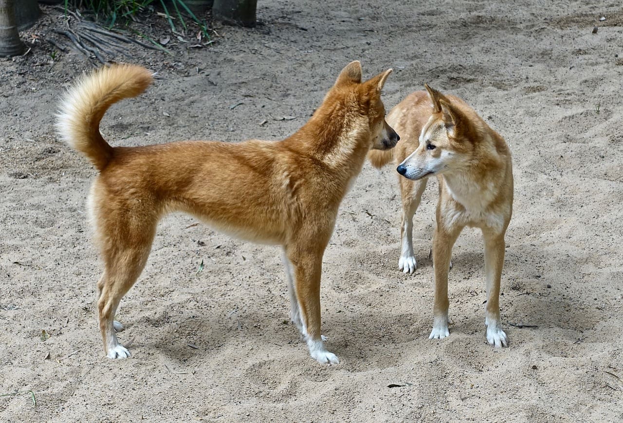Two dogs standing on a sandy beach facing each other.