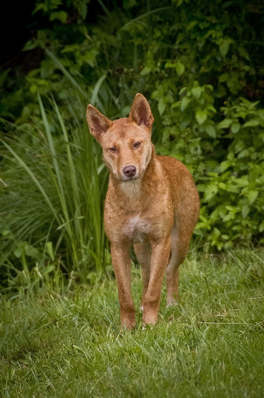 A dog standing in the grass near some bushes.