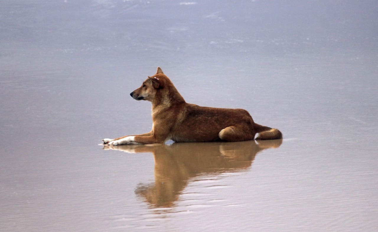 A dog sitting in the water on the beach.