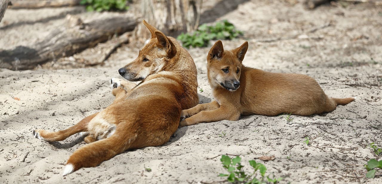 Two dogs laying on the ground in a field.