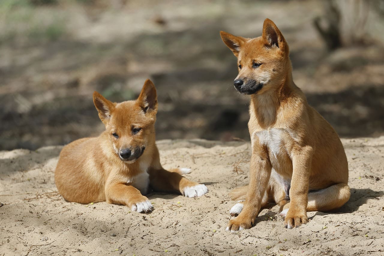 Two brown dogs sitting on the ground in a field.