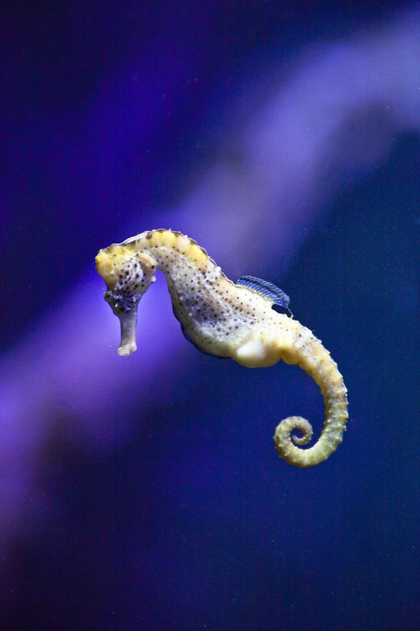 A yellow and white sea horse is in the air.