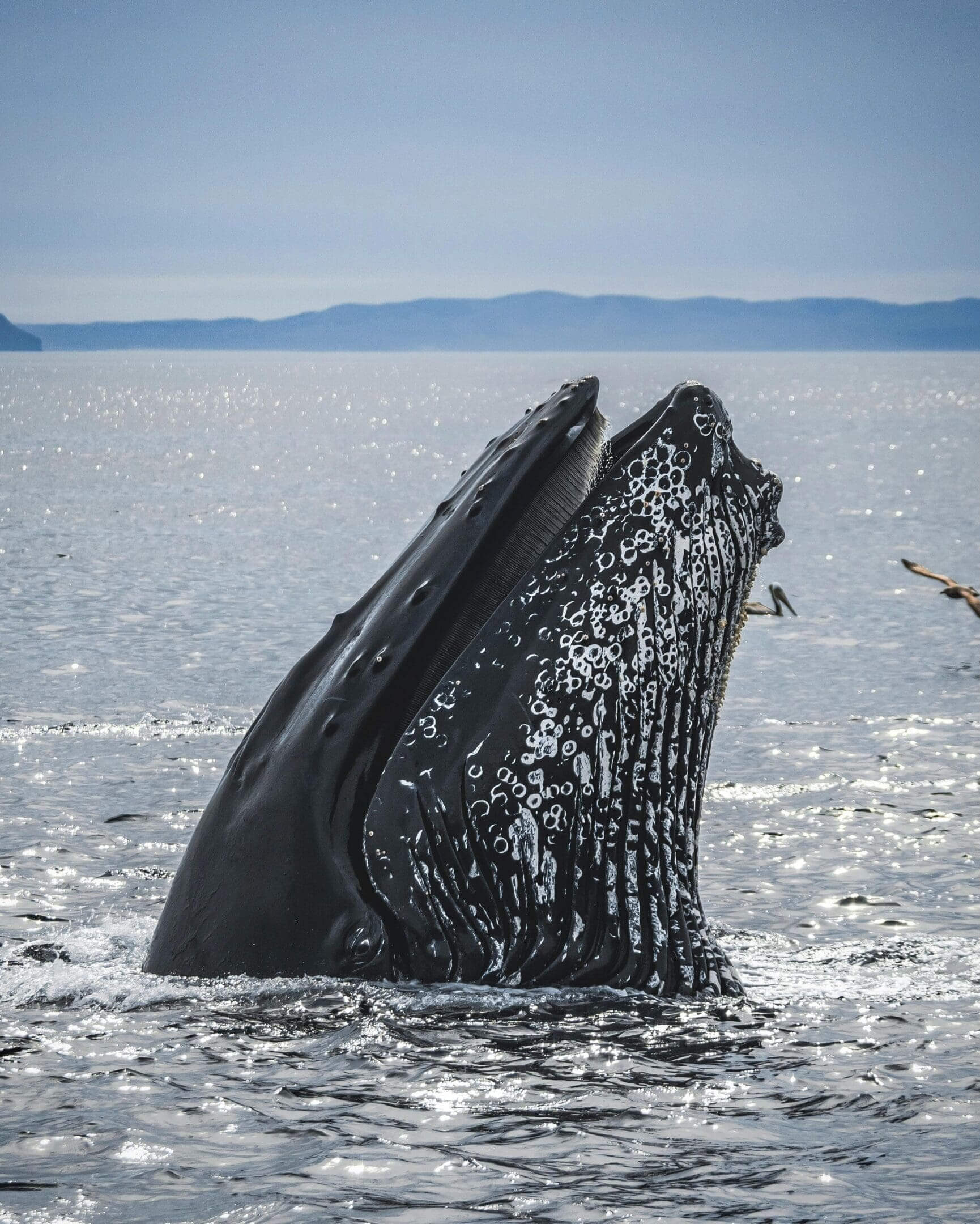 A whale is swimming in the ocean with another whale.