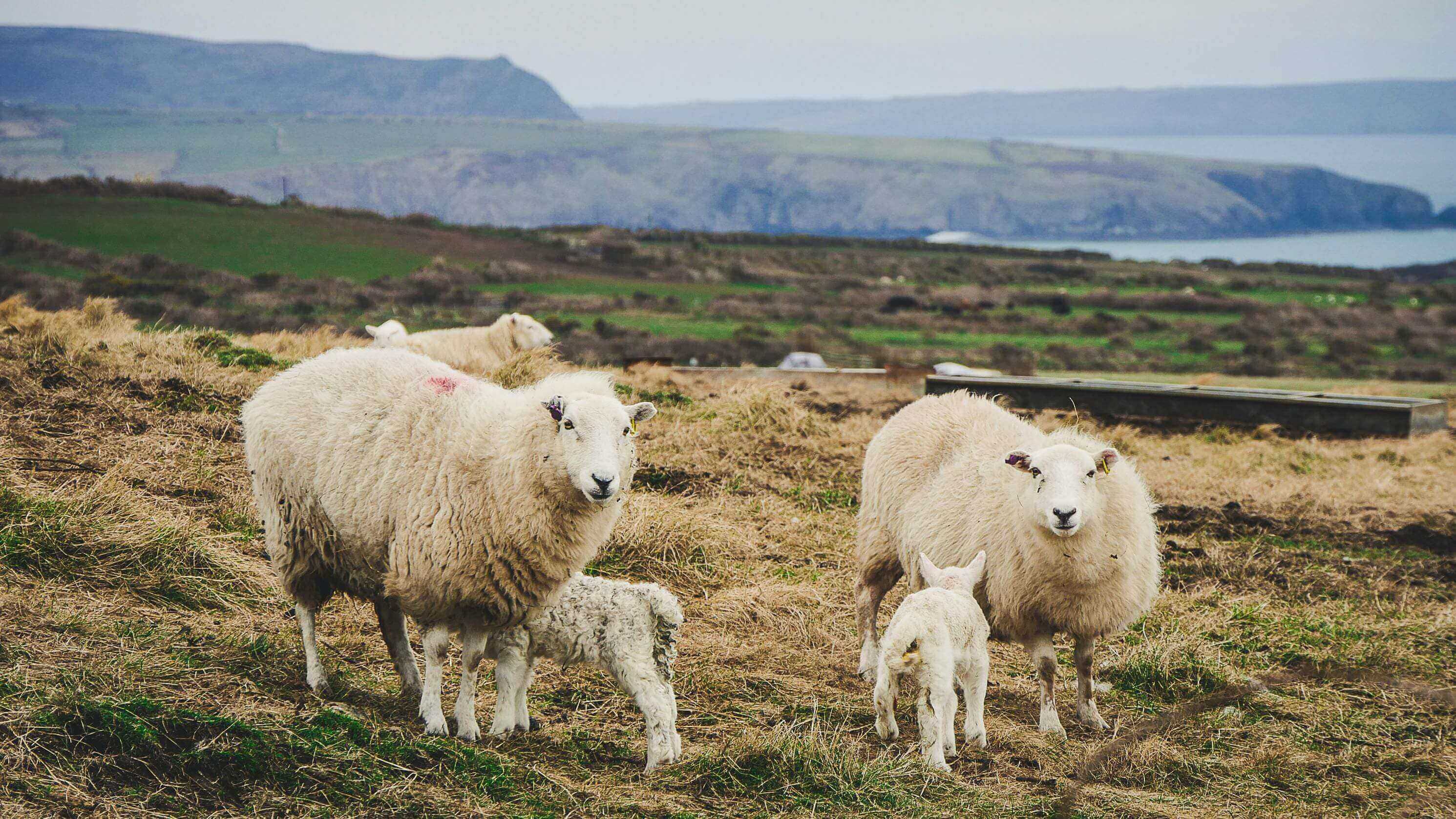 A herd of sheep standing on top of a grass covered field.