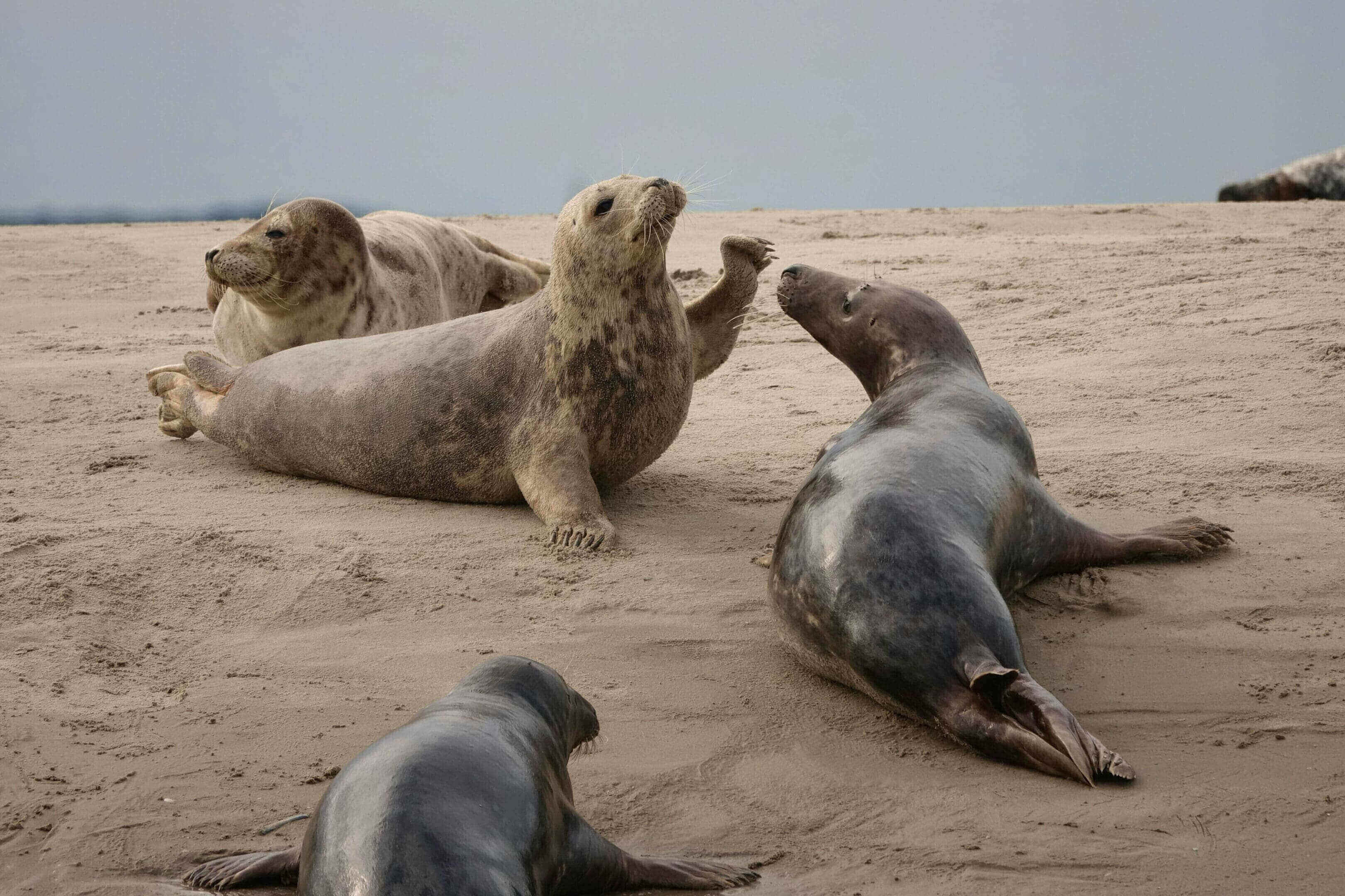 A group of seals laying on the beach