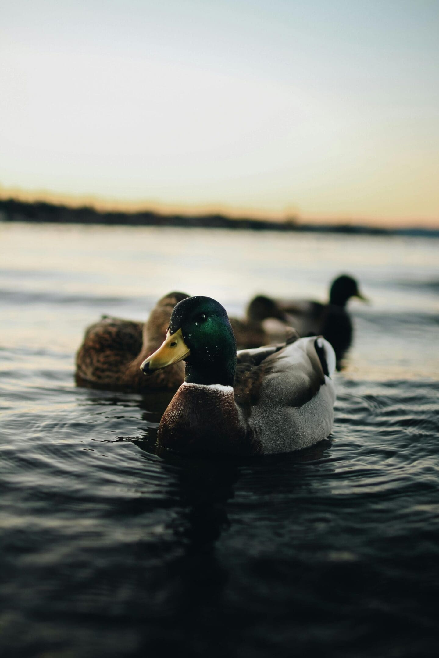 Three ducks swimming in a body of water