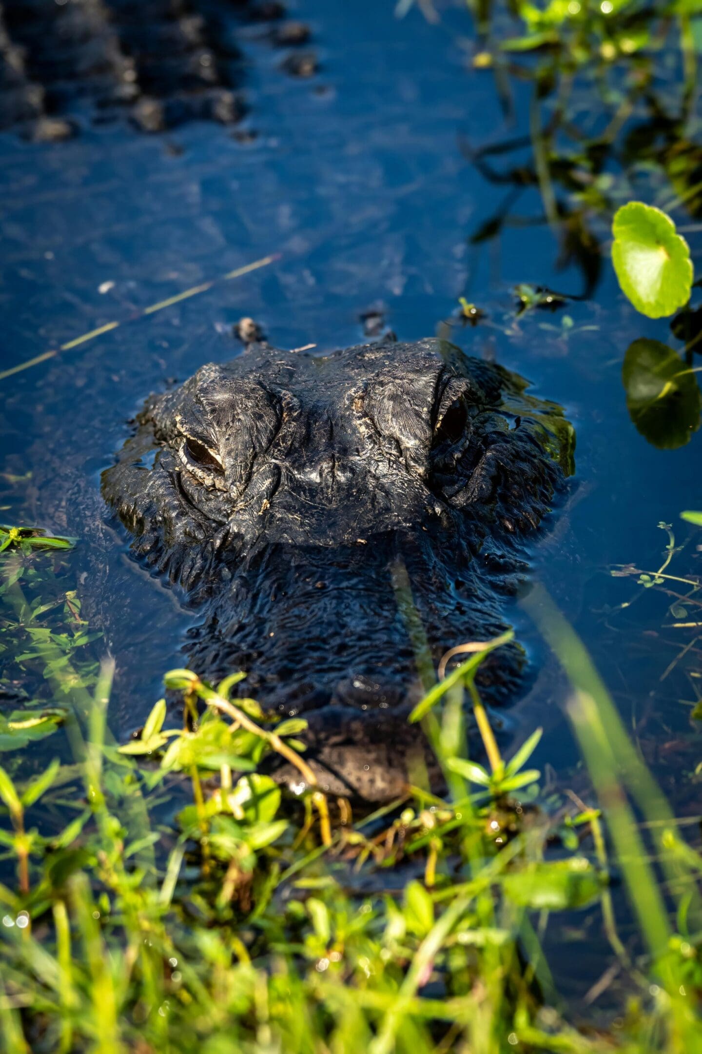 A close up of an alligator in the water