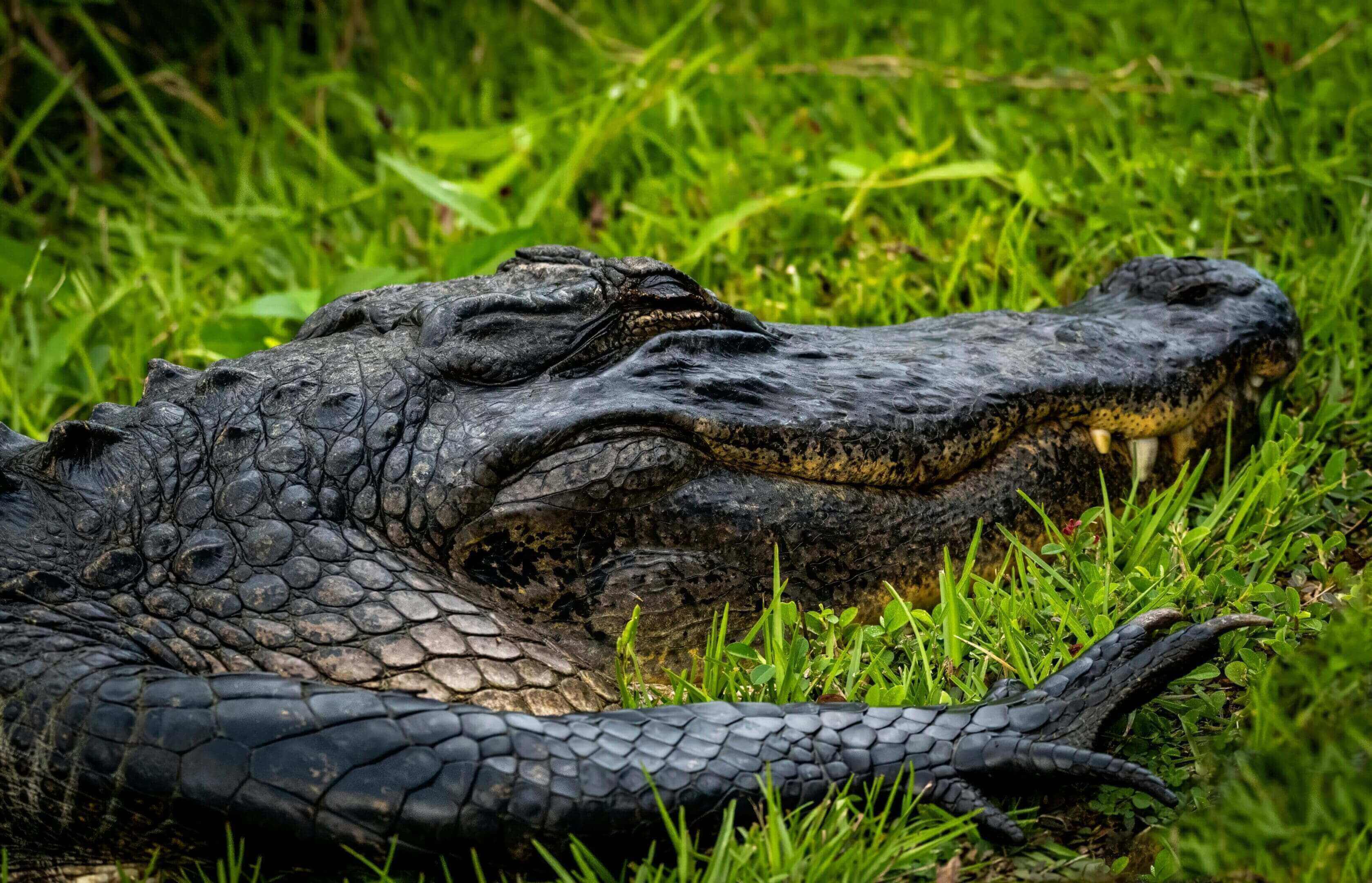 A close up of an alligator in the grass