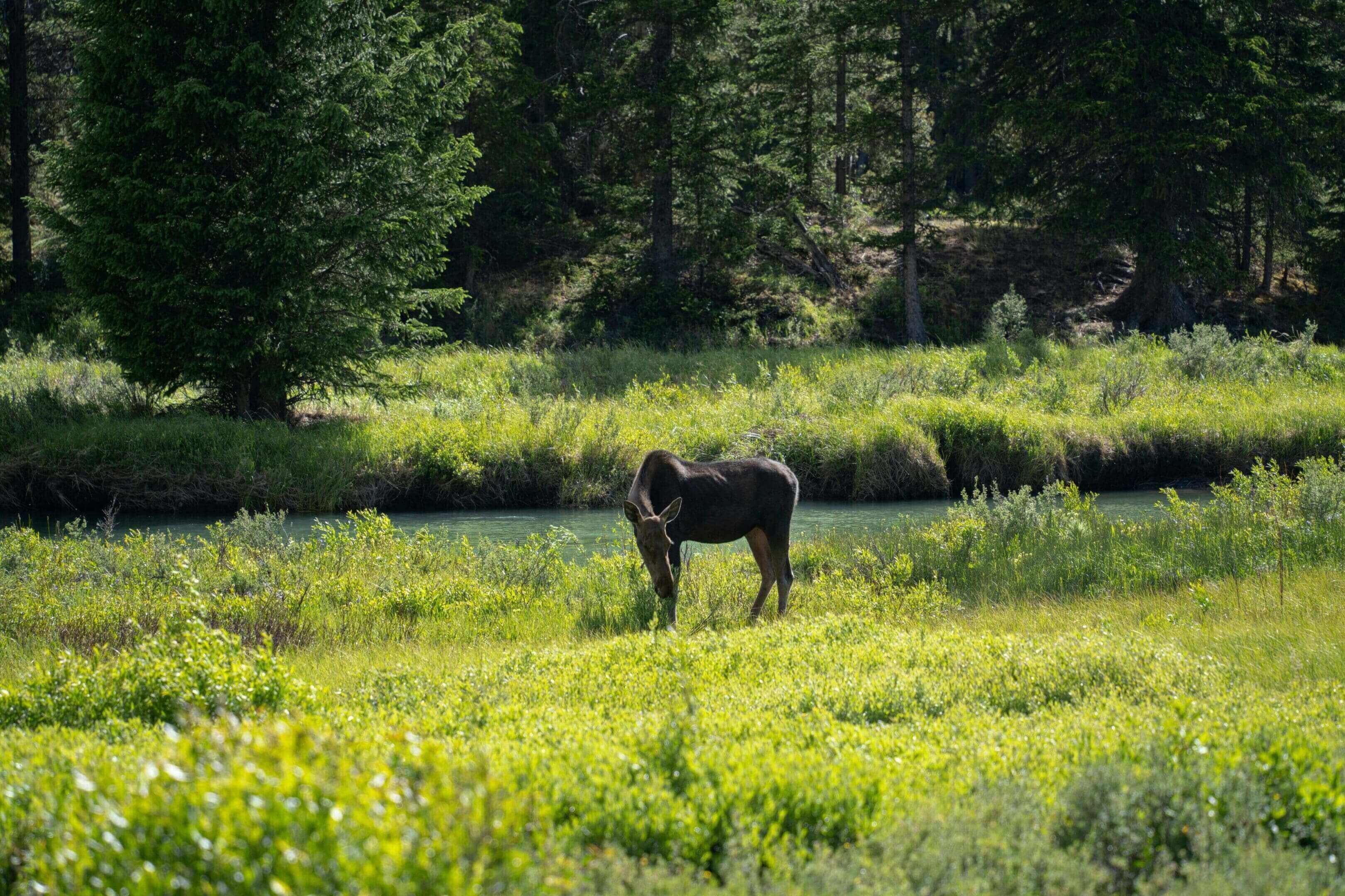 A horse standing in the grass near some trees