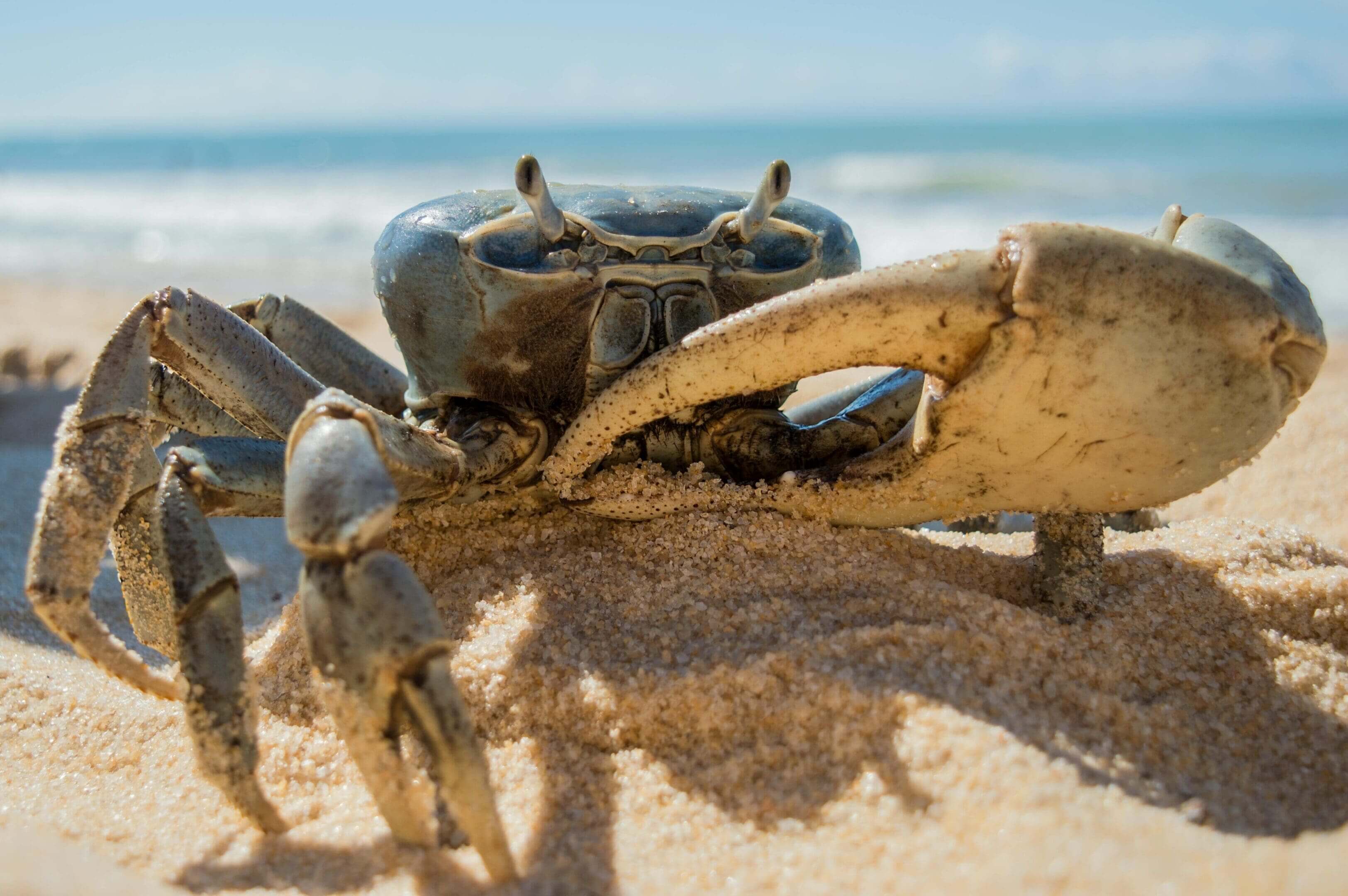 A crab is eating food on the beach.