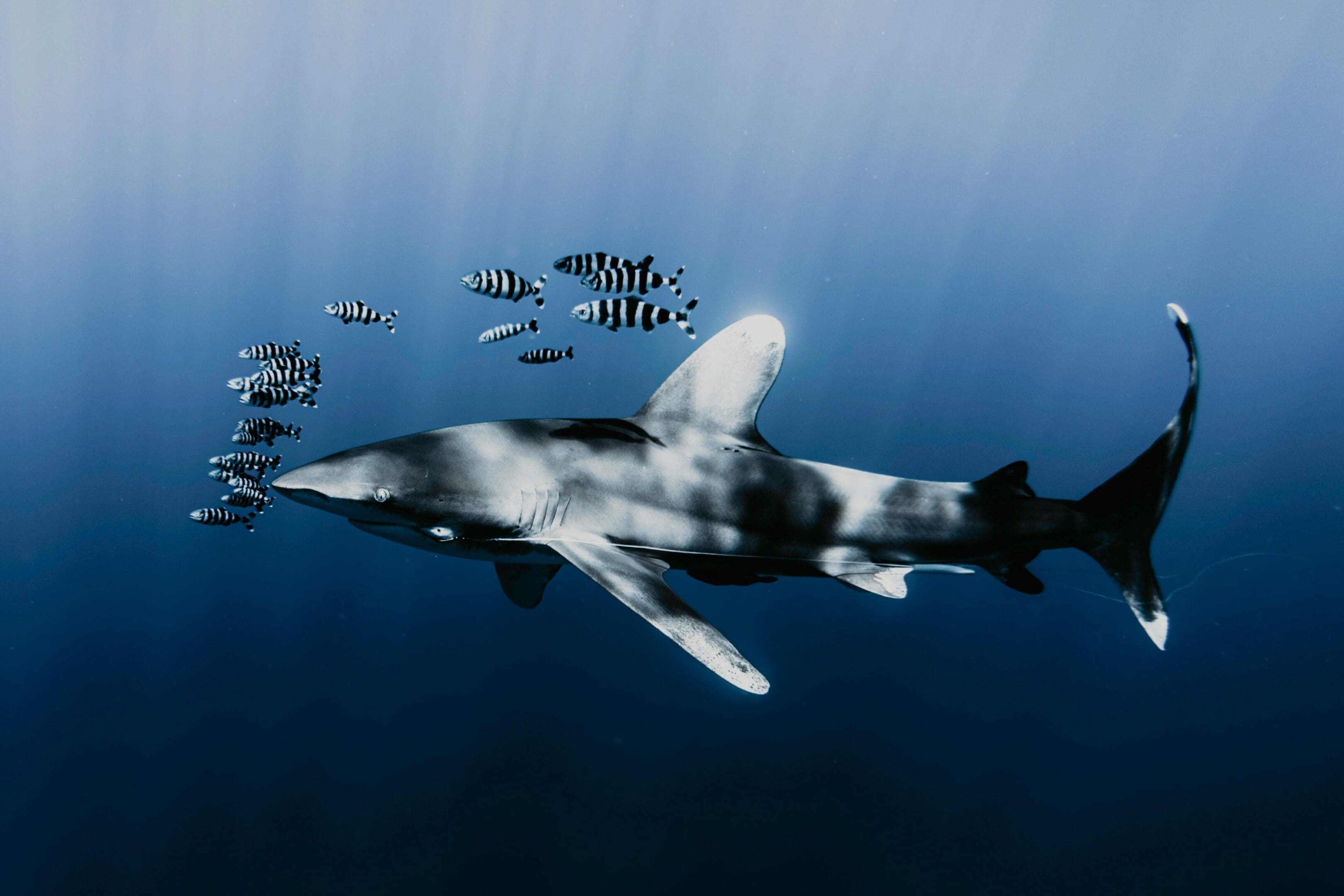 A shark swimming in the ocean with fish.