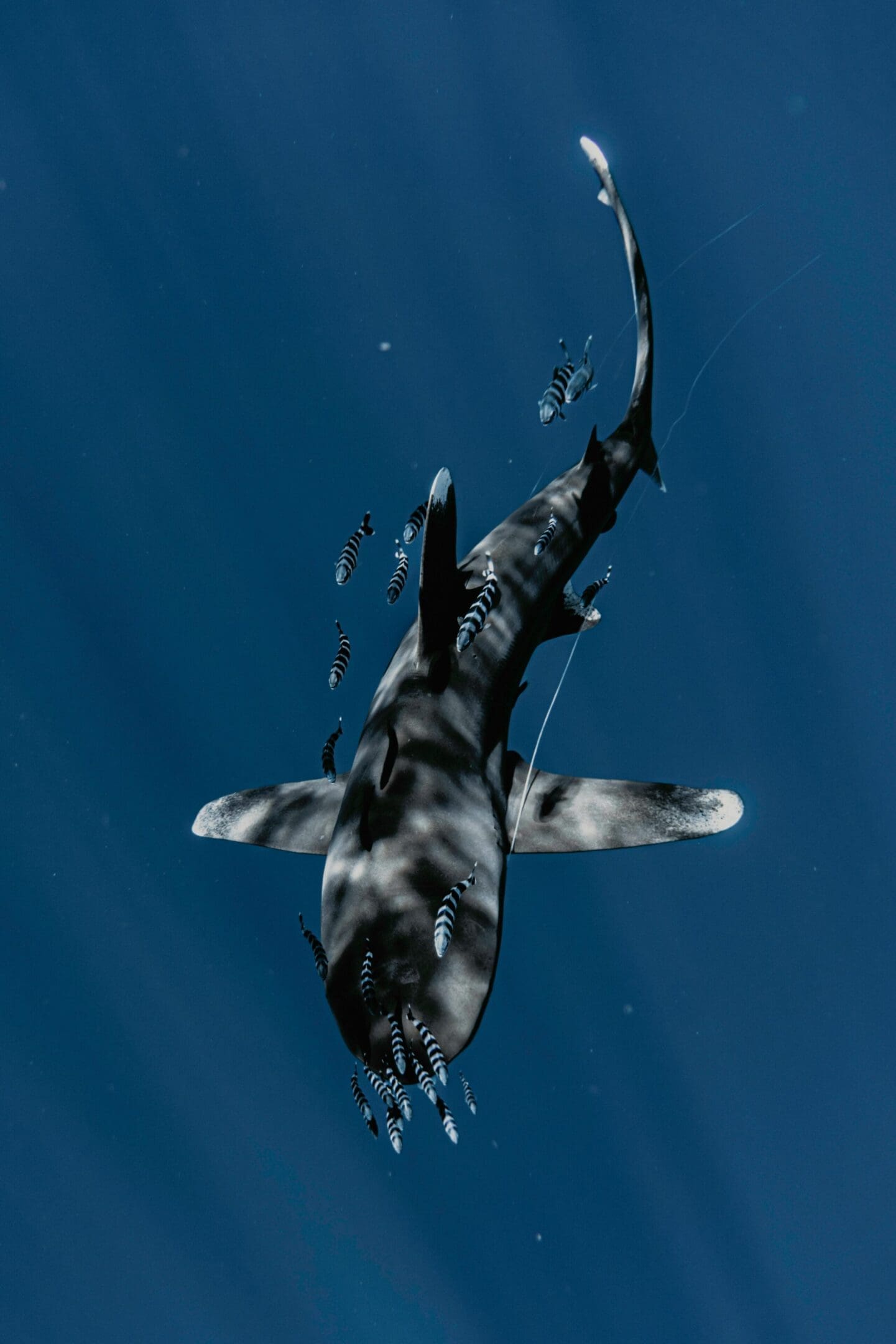 A black and white shark swimming in the ocean.